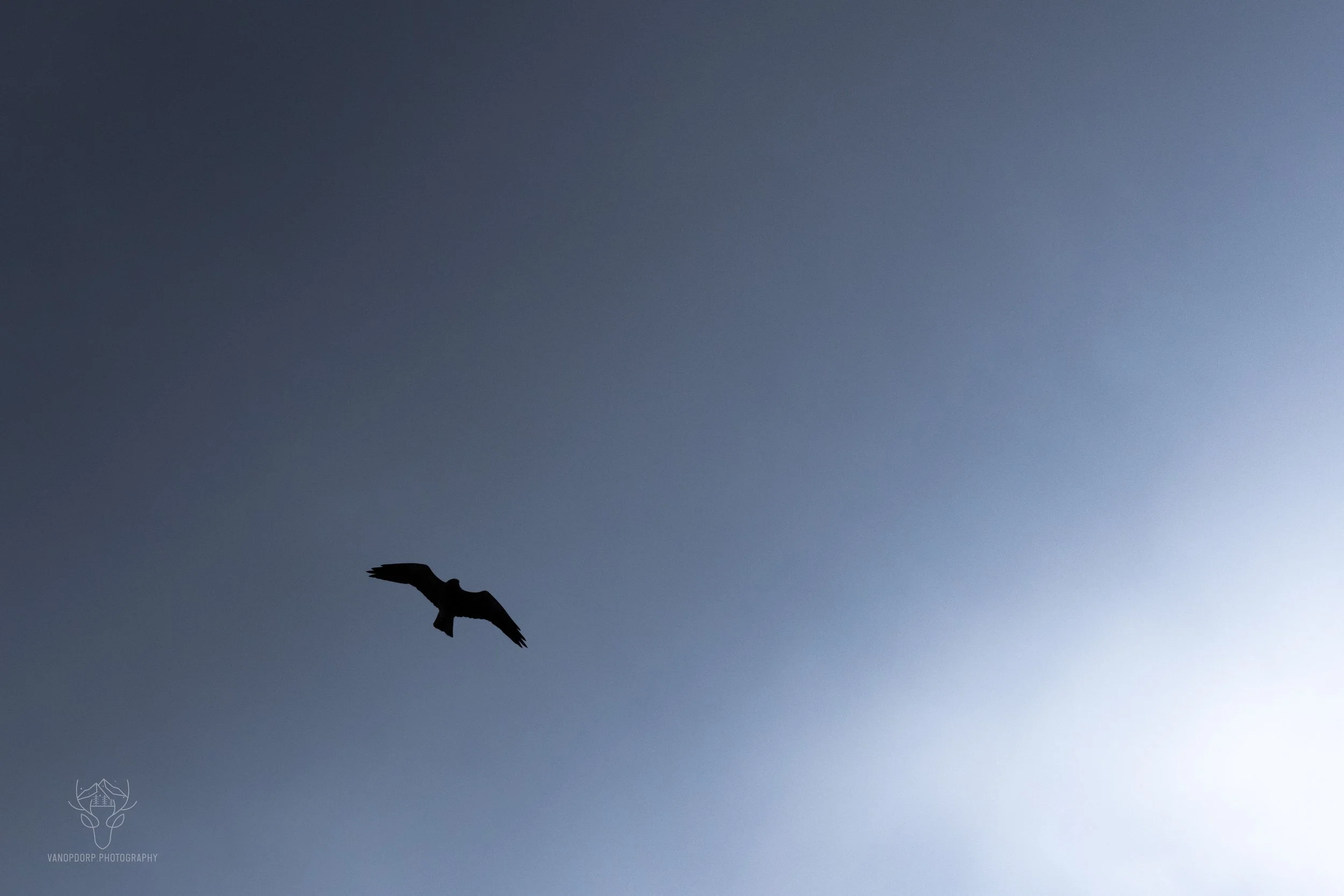 wildlife-32.jpg