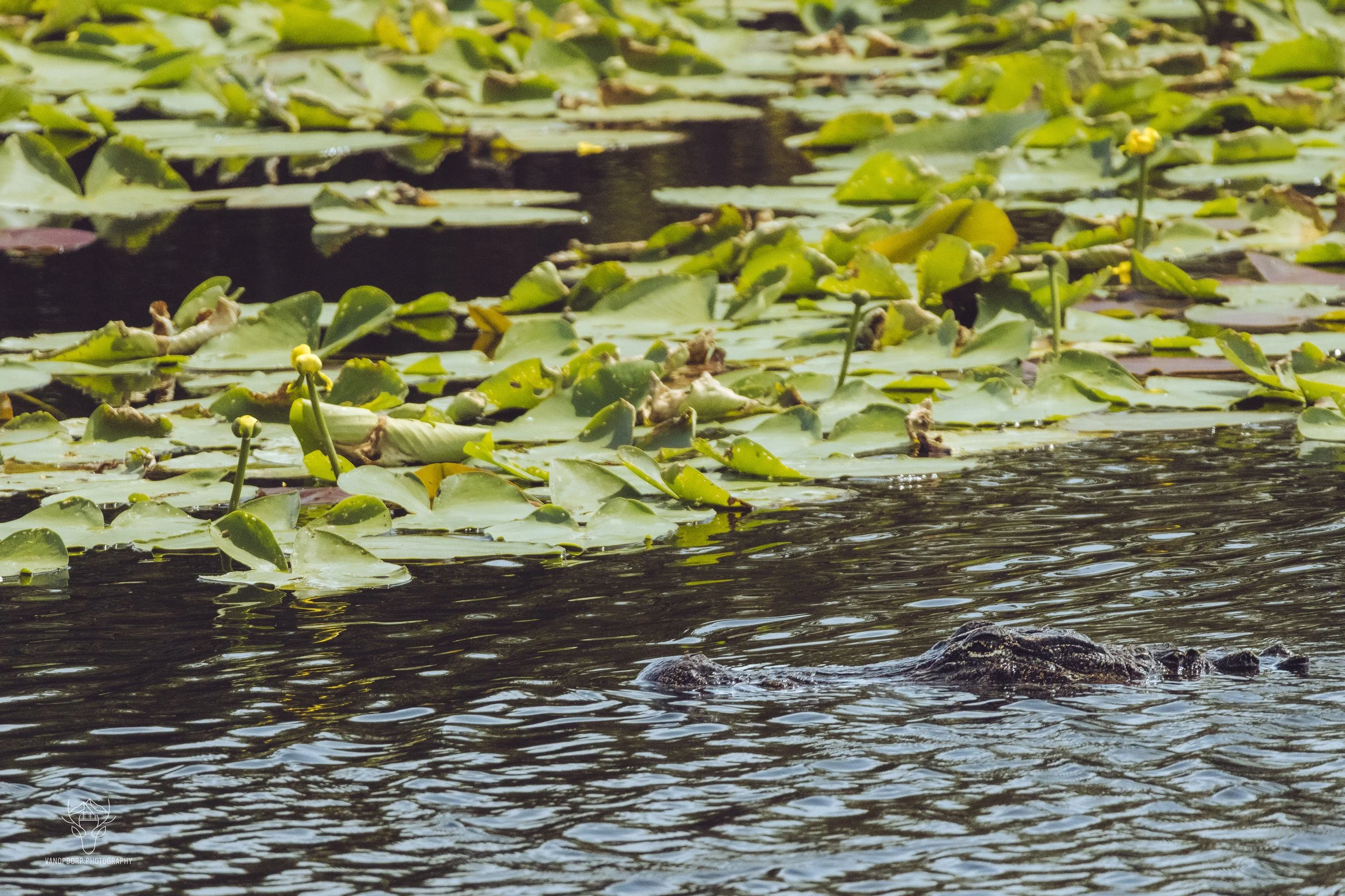 florida-18.jpg