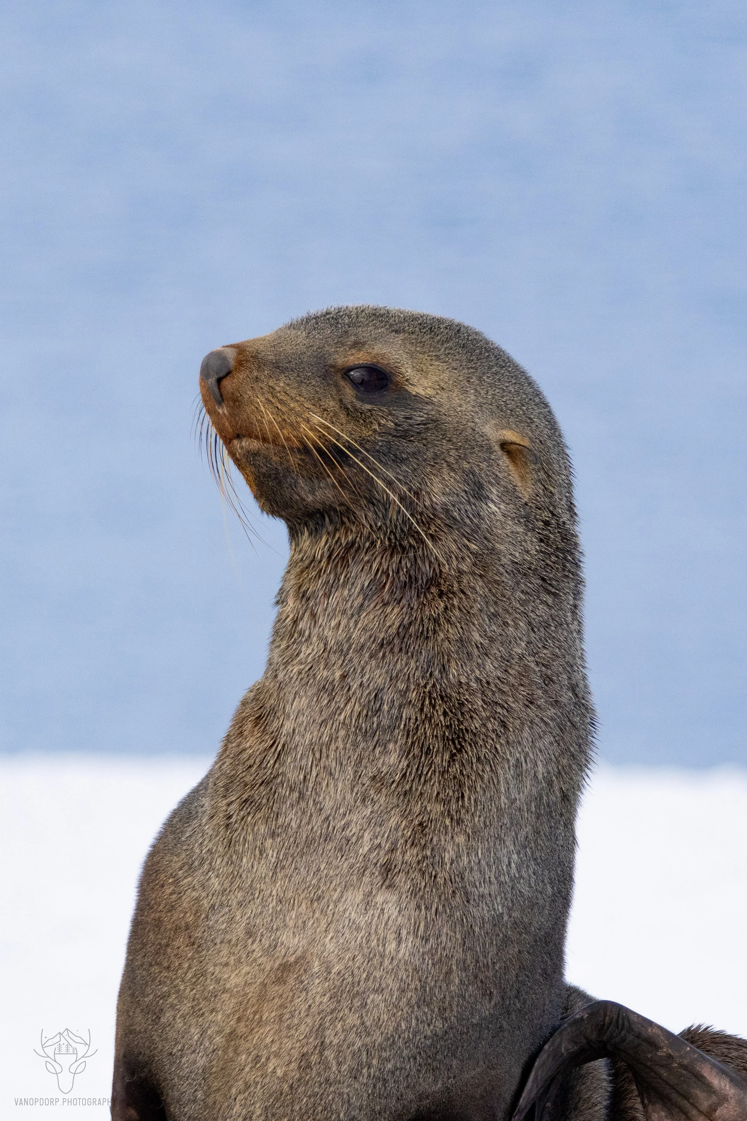 antarctica-16.jpg