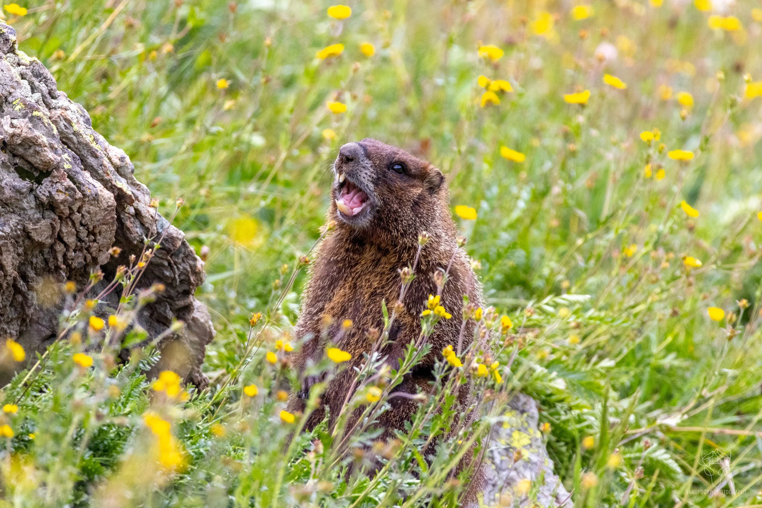 wildlife-39.jpg