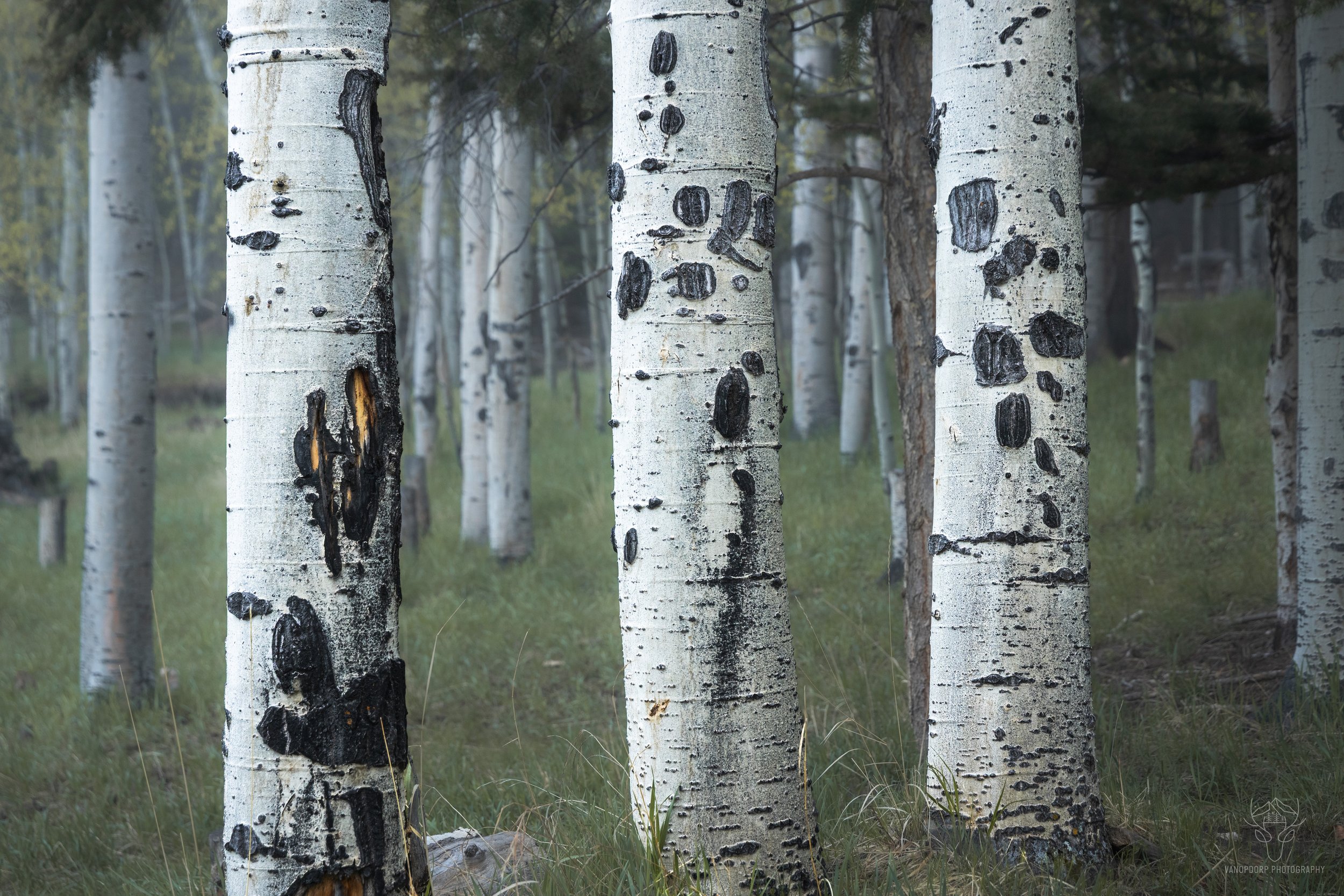 colorado-41.jpg