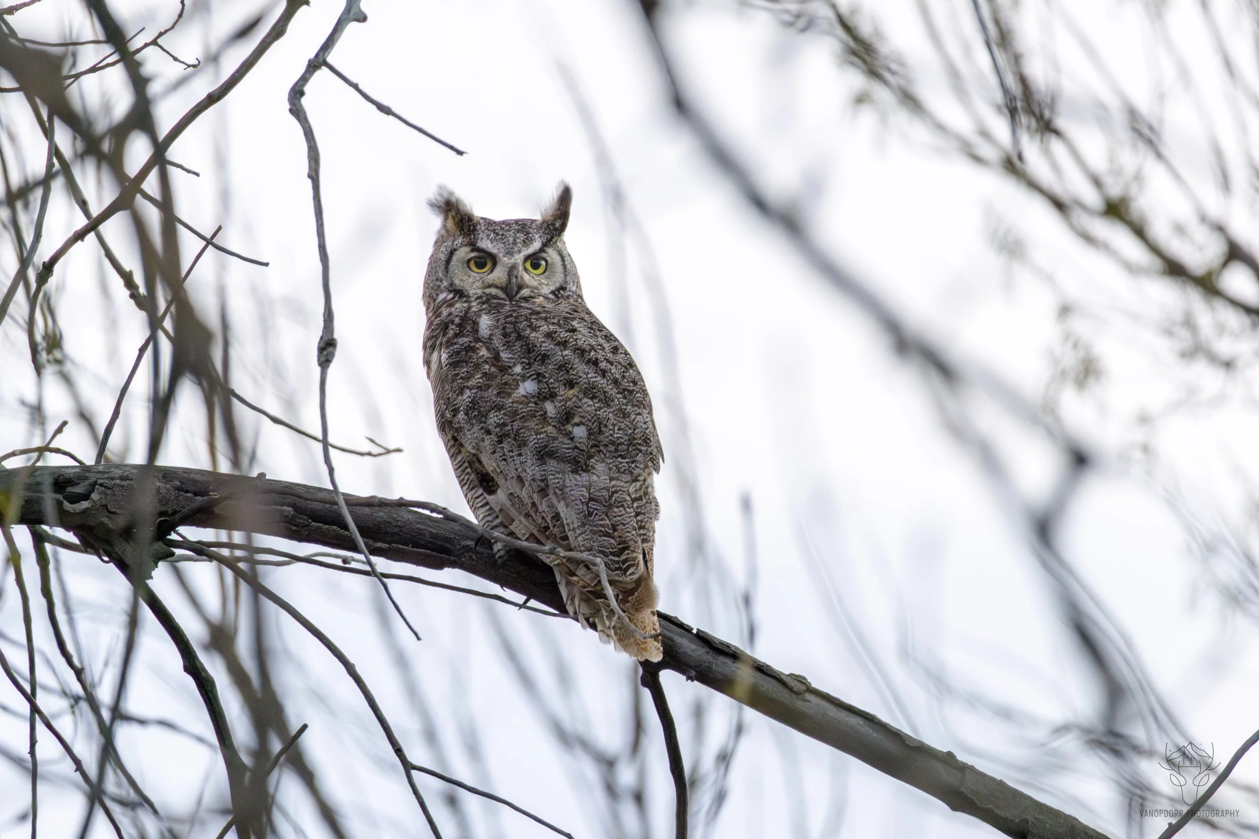 wildlife-13.jpg