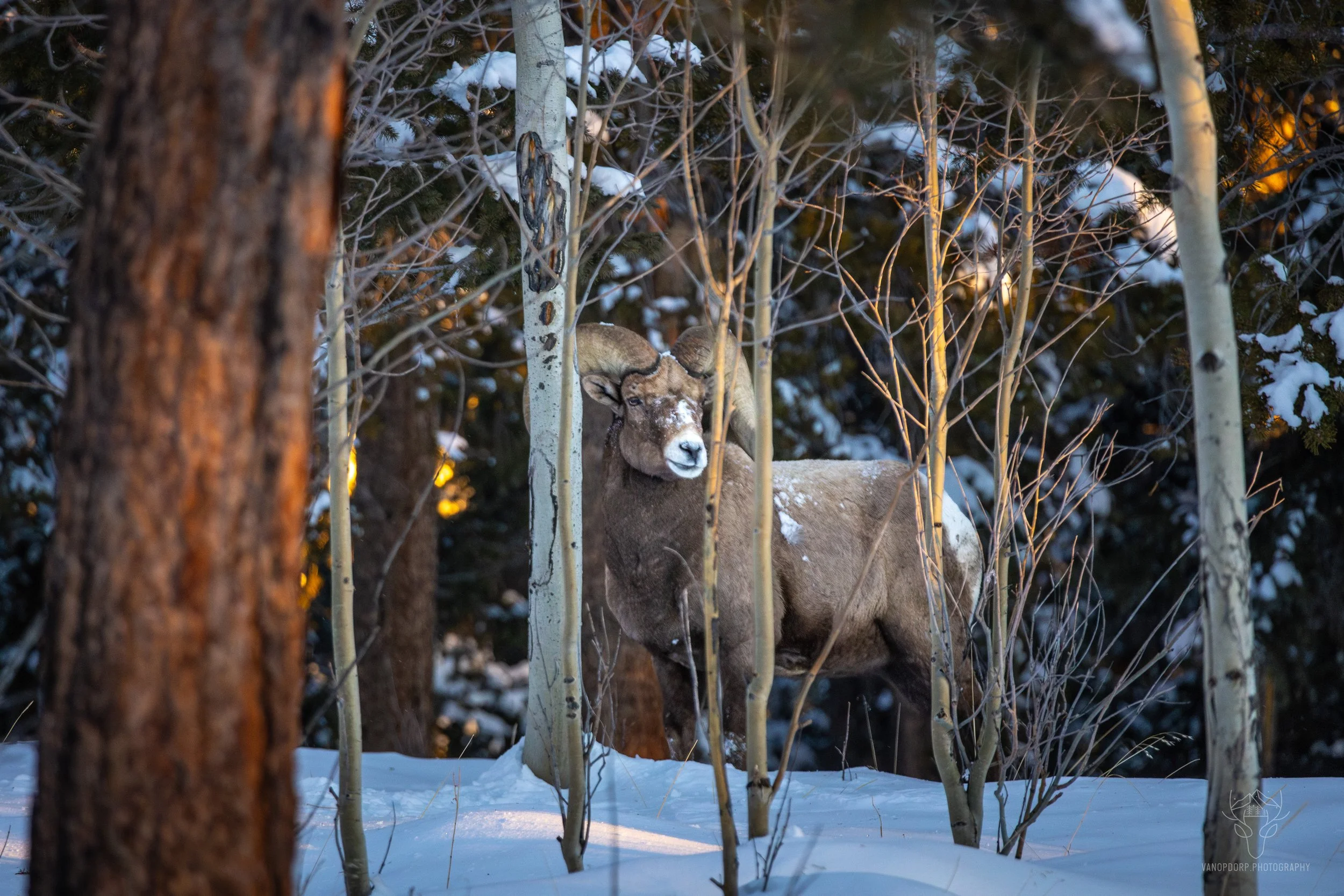 wildlife-19.jpg