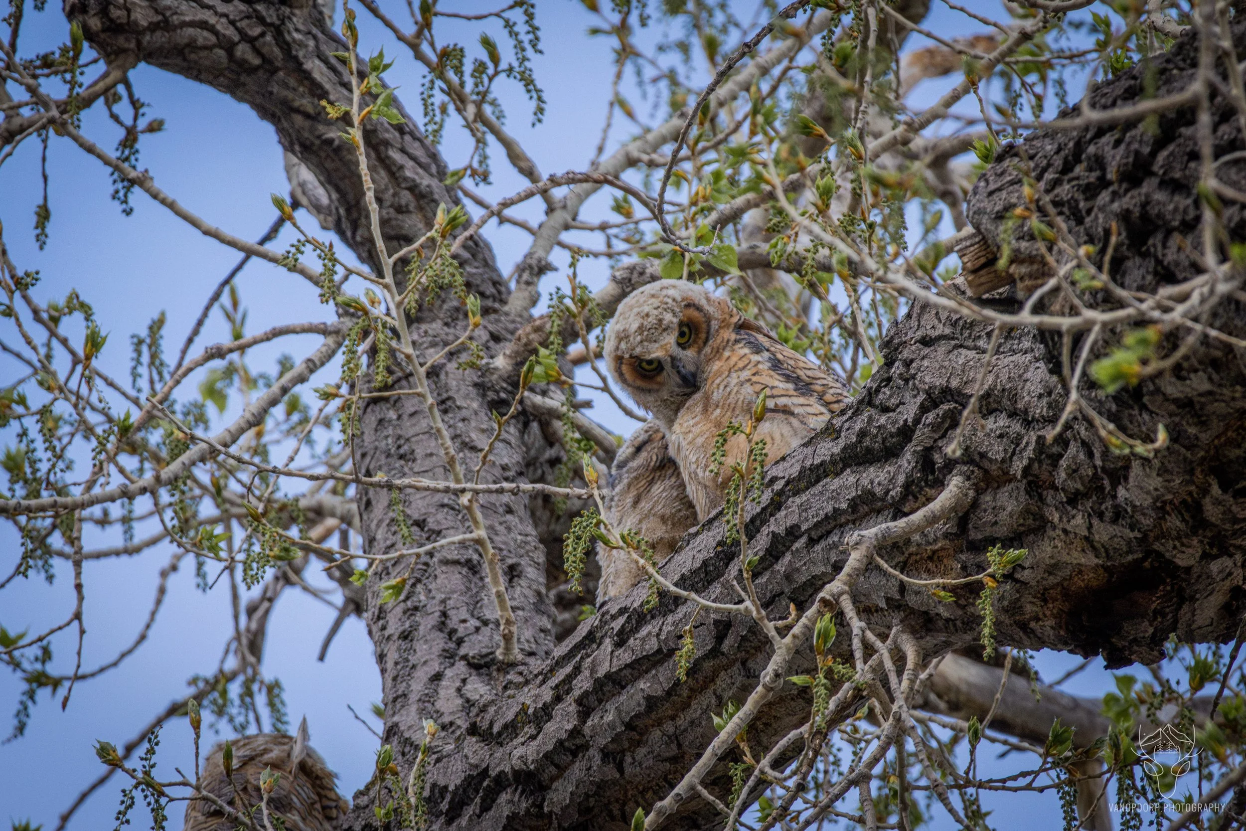 wildlife-09.jpg