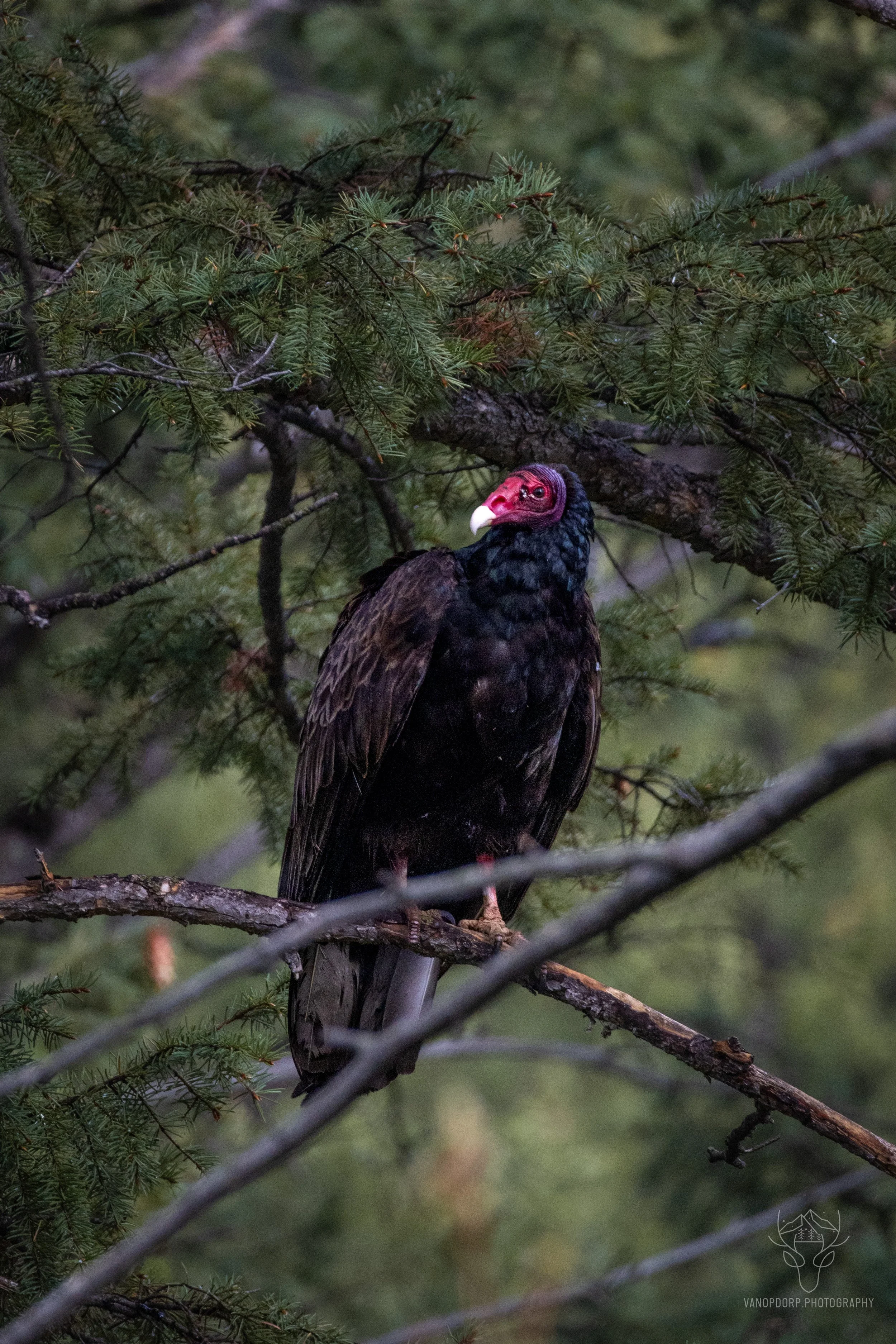 wildlife-43.jpg