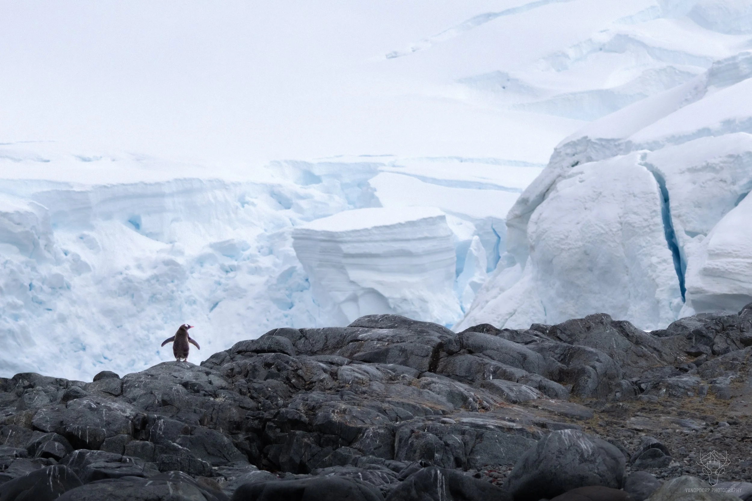 Lone Gentoo