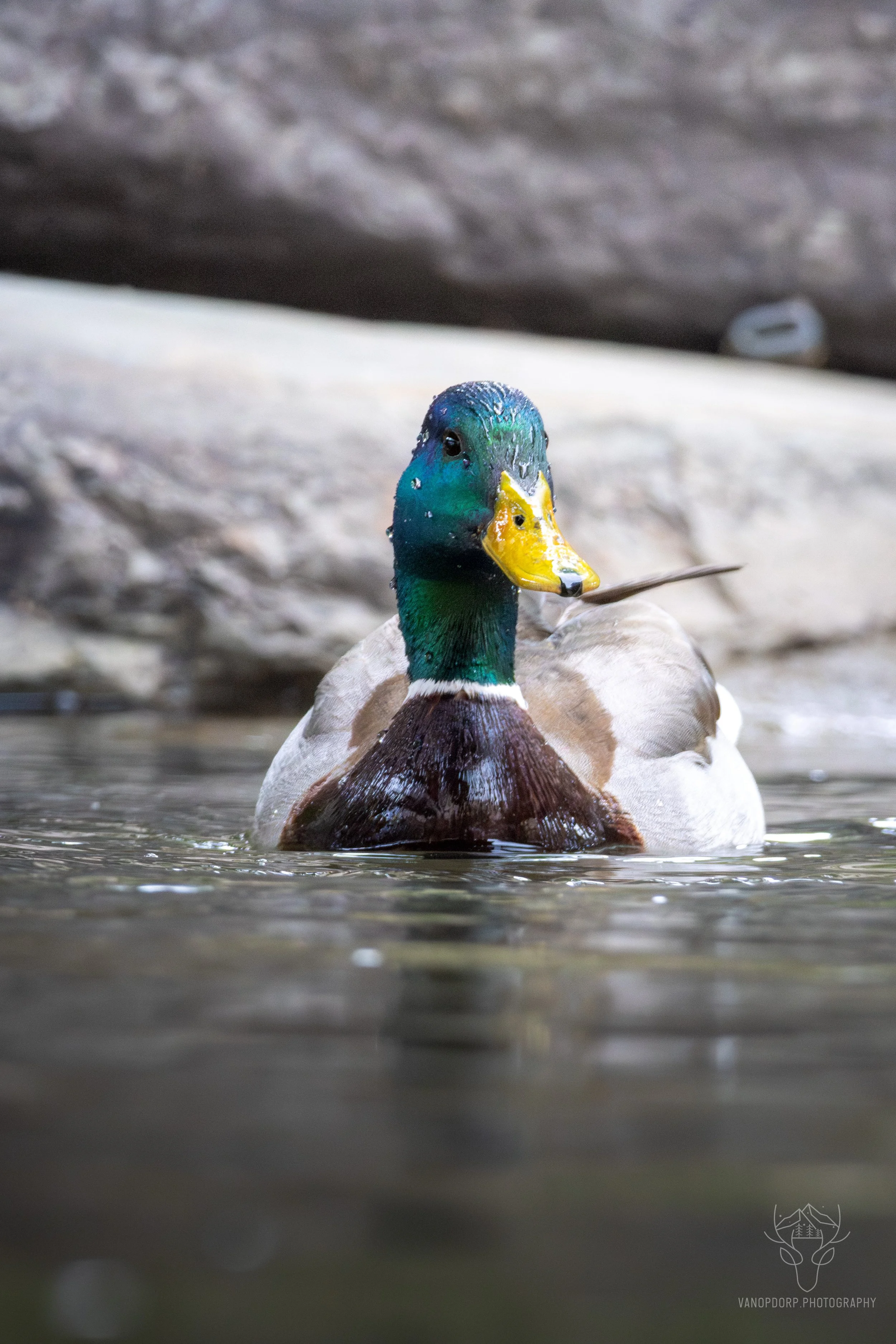 wildlife-33.jpg