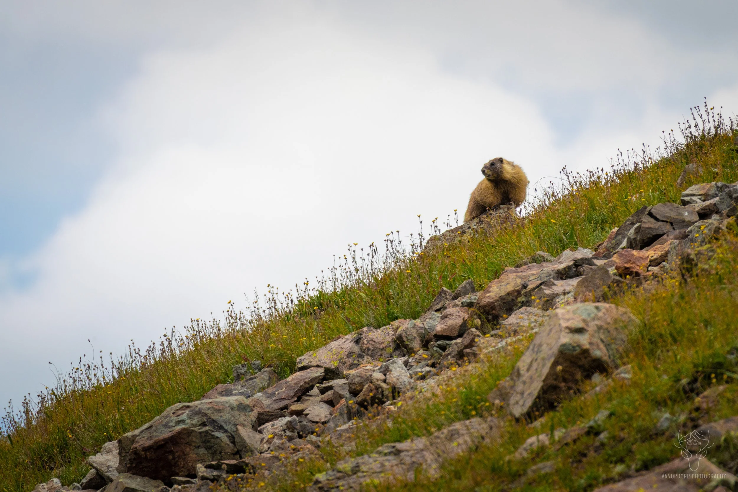 wildlife-38.jpg