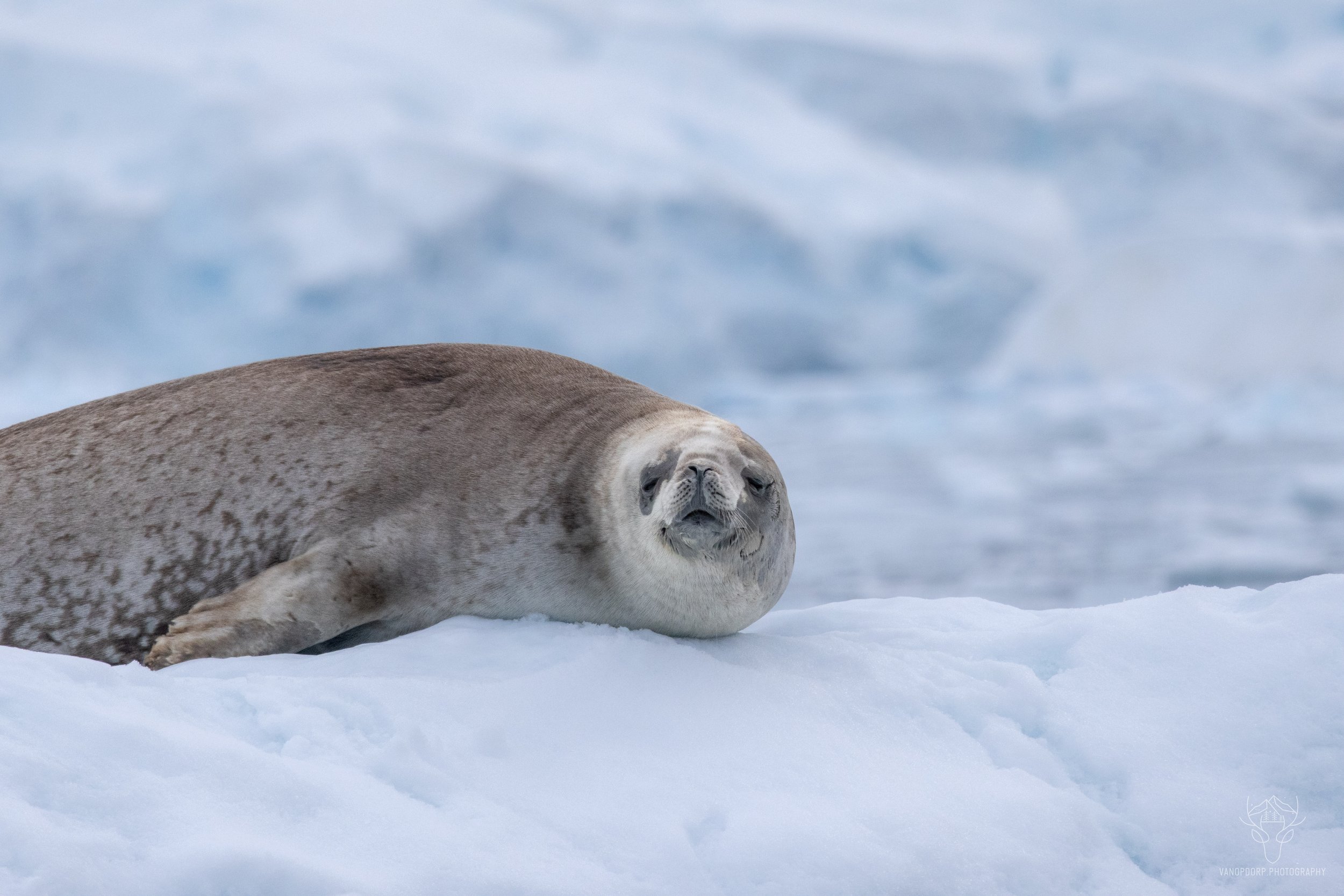 antarctica-23.jpg