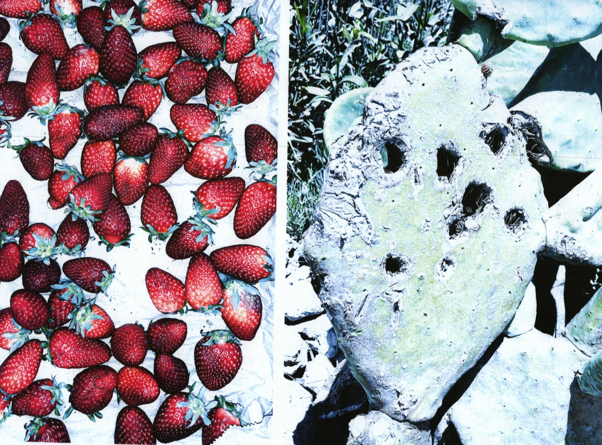 PTDC0037 copia.jpg