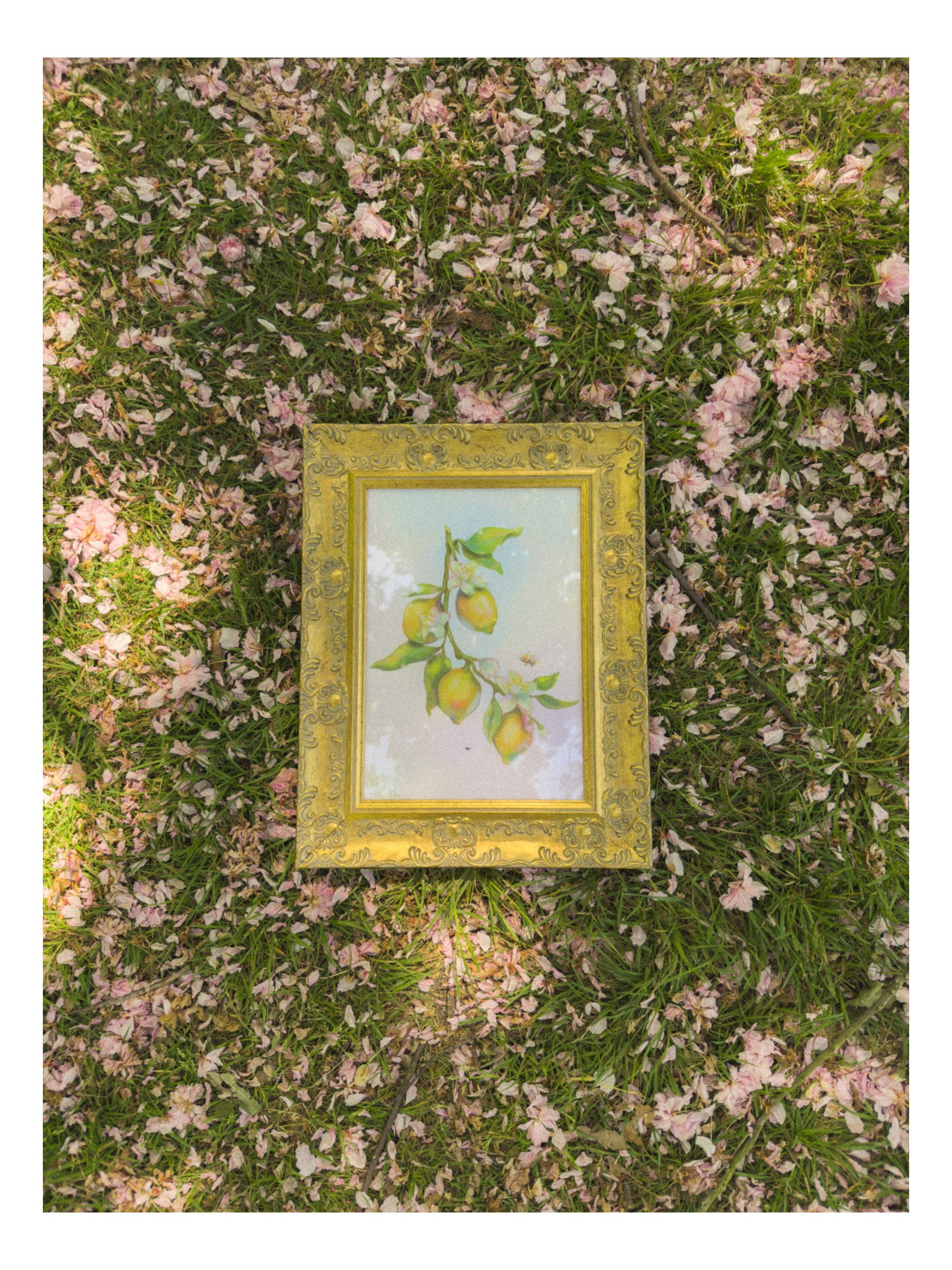 A gold ornate framed painting or print of lemon branch with leaves and flowers, laying on grass covered with pink flower petals and a small twig.