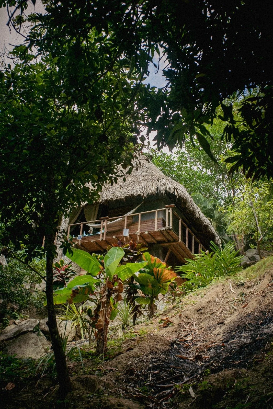 A treehouse elevated on stilts with a thatched roof, surrounded by lush green tropical plants and trees.