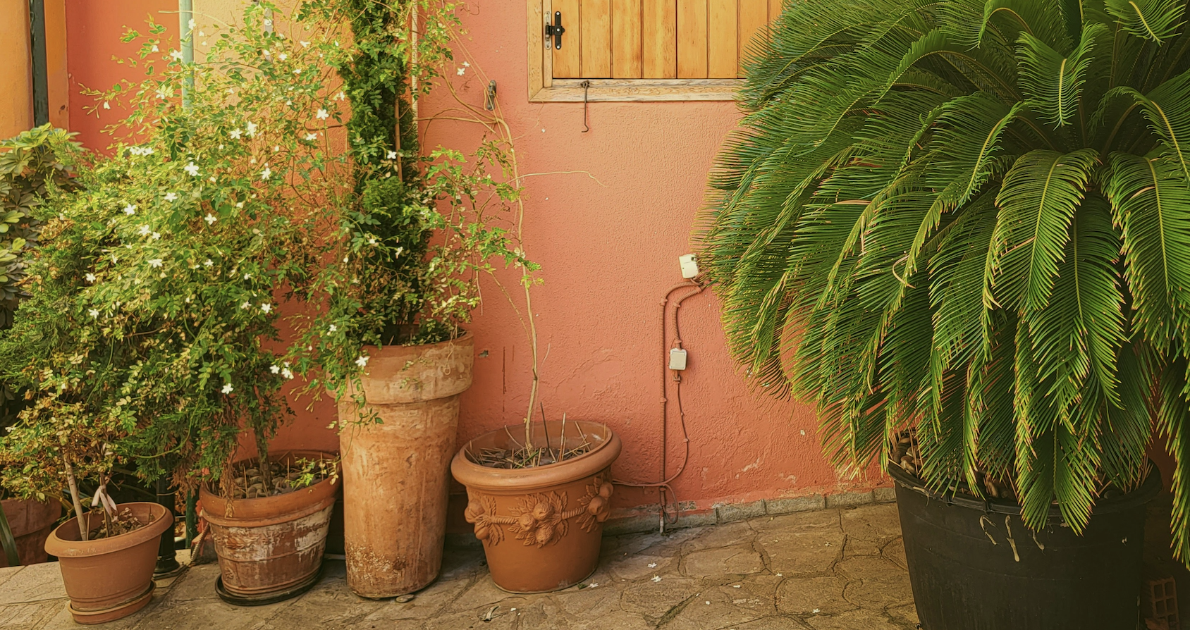A corner with potted plants, including a large palm and a flowering shrub, against a peach-colored wall with a closed wooden window shutter.