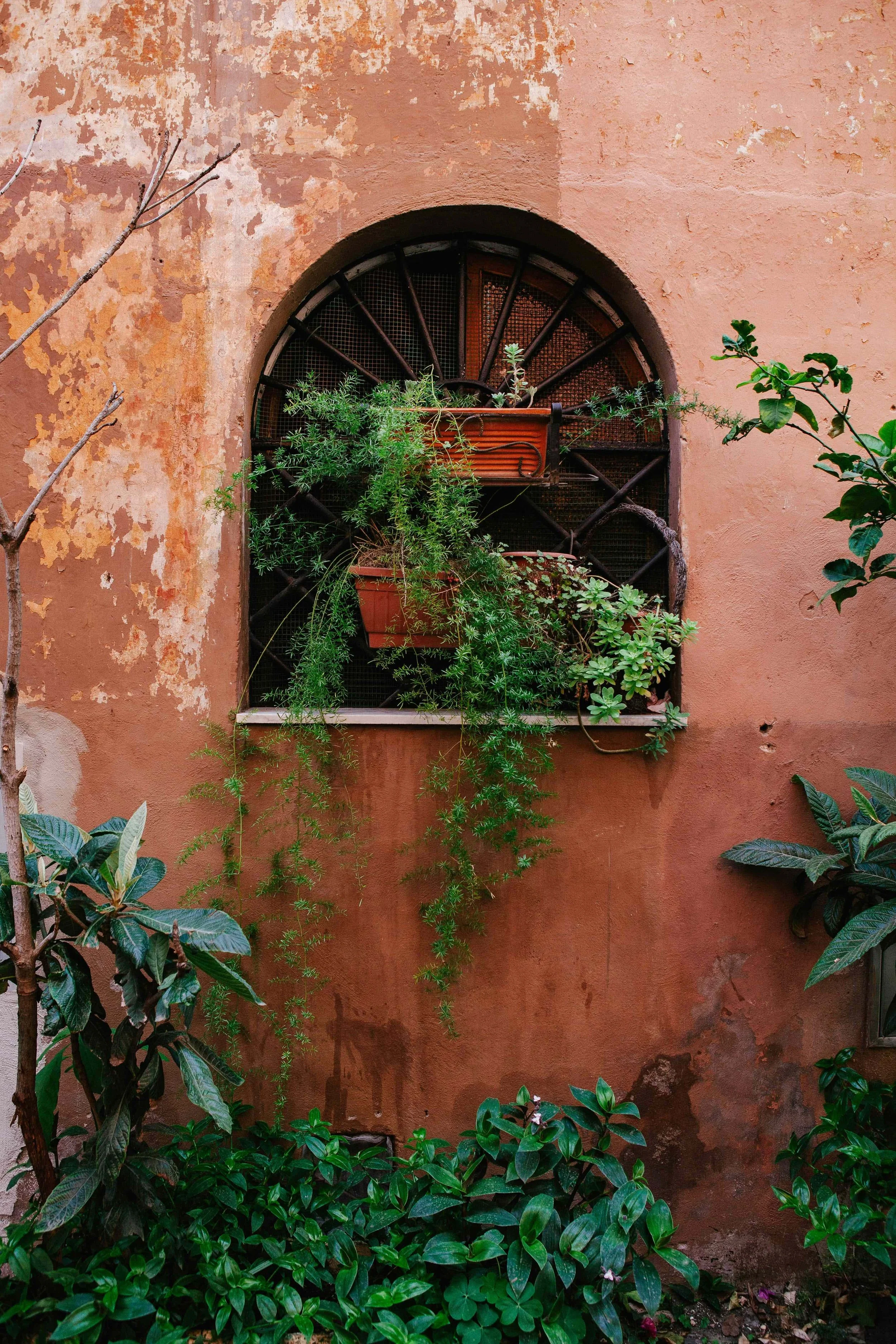 A pink stucco wall with peeling paint, a circular window with iron bars, and various green plants and shrubs growing around and in front of it.