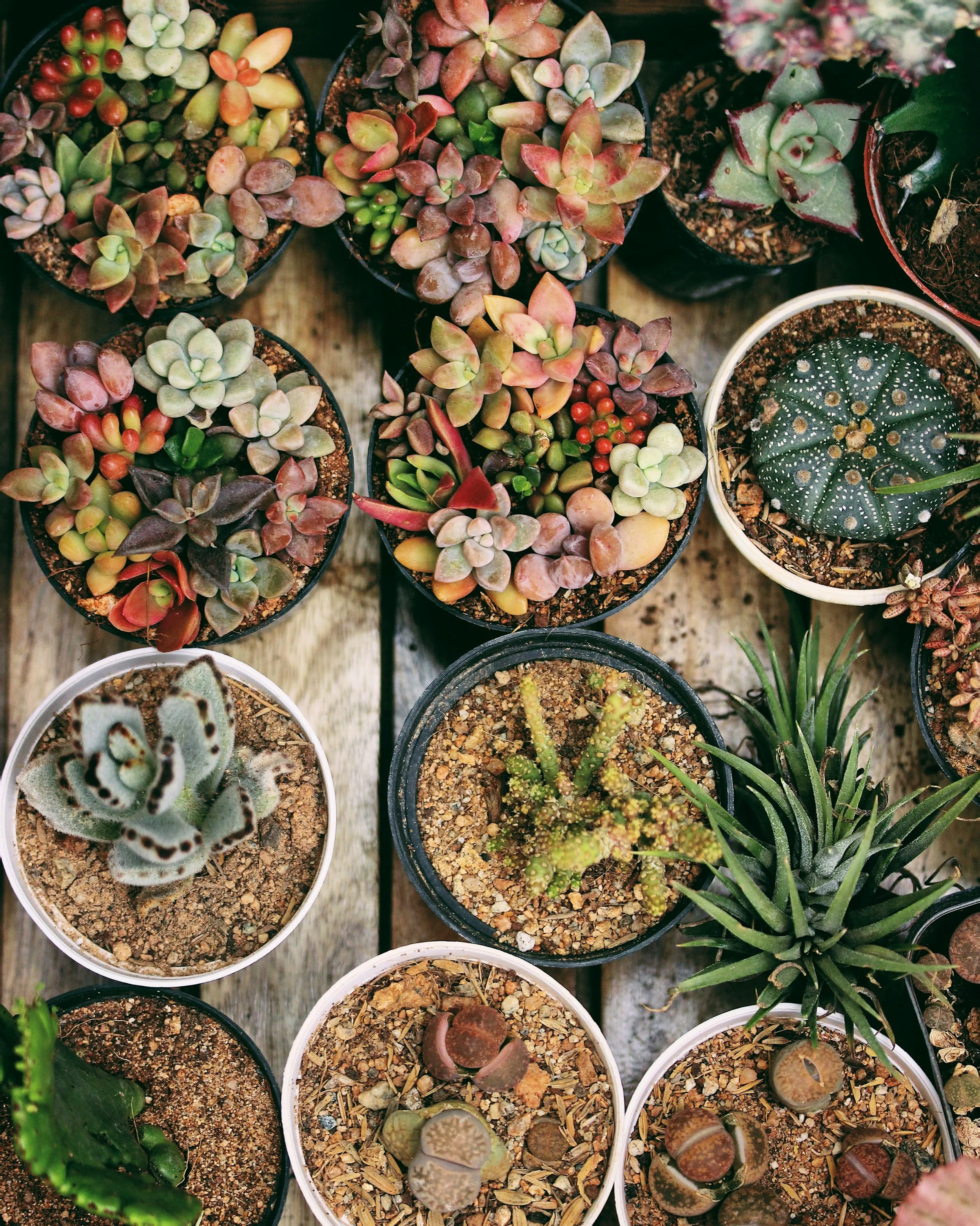 Collection of various small potted succulents and cacti on a wooden surface.
