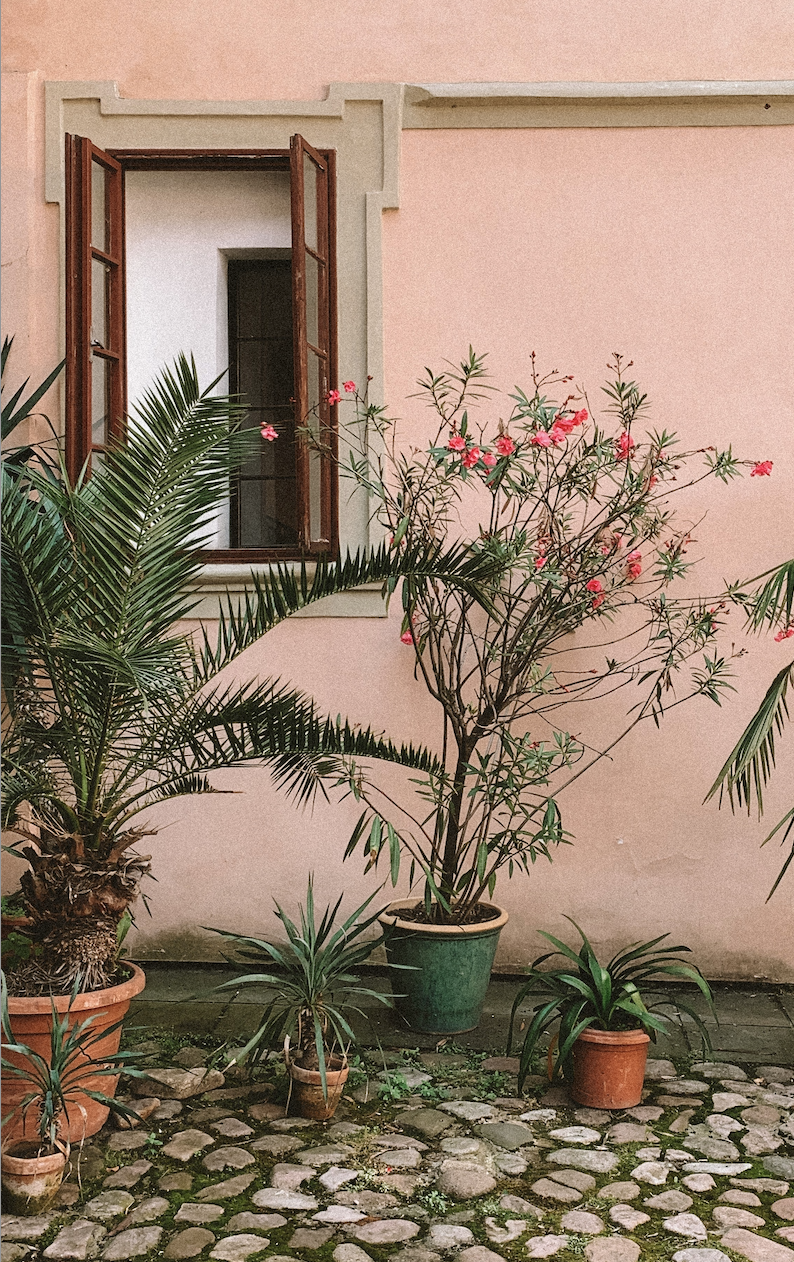 A pink exterior wall with a wooden window and potted plants, including a palm and a flowering shrub, on a cobblestone ground.