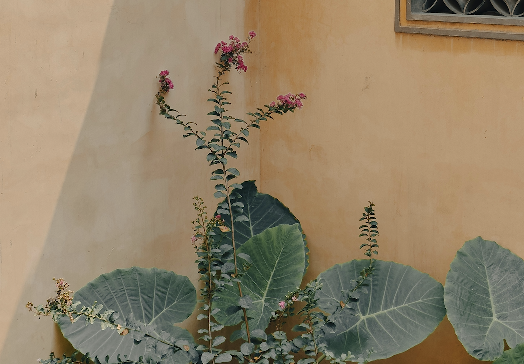 A plant with pink flowers and large, broad green leaves growing against a yellow wall and a barred window.