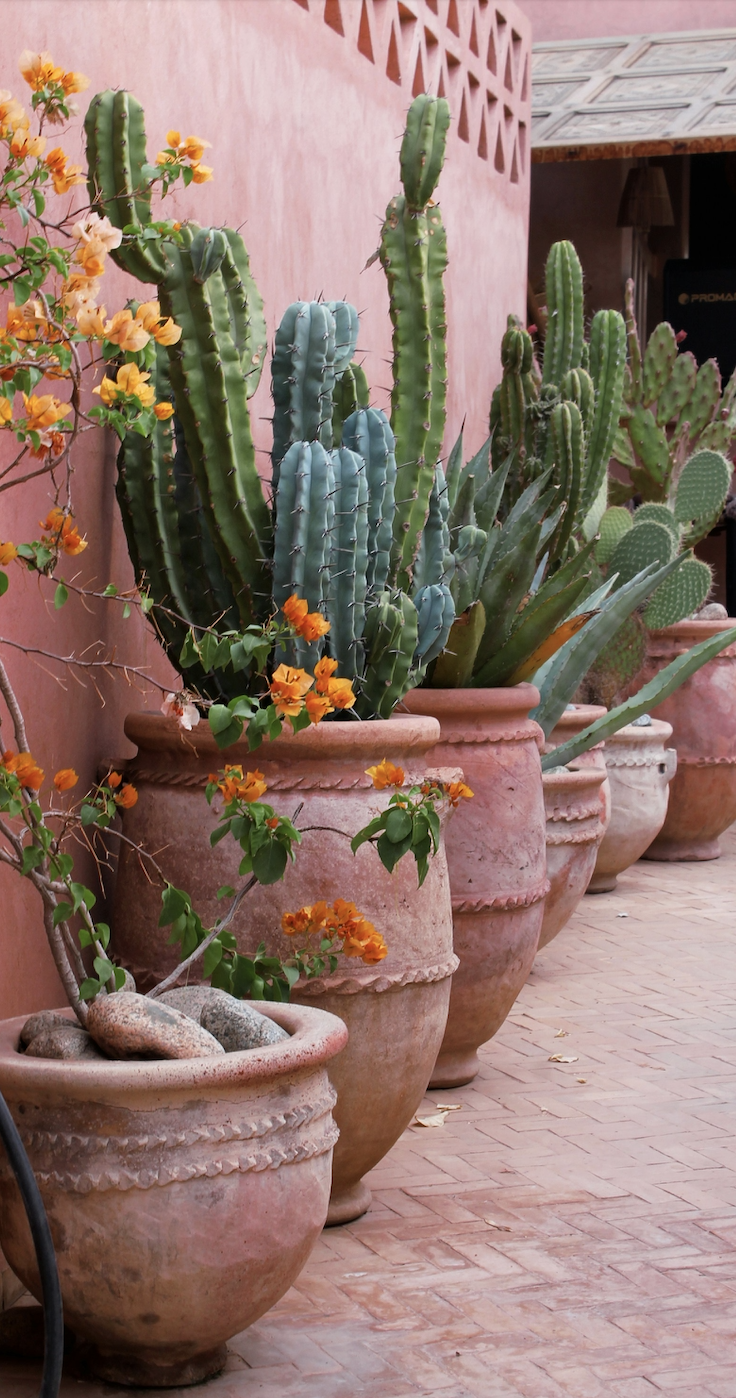 Terracotta pots with various cacti and flowering plants along a pink wall and brick walkway.