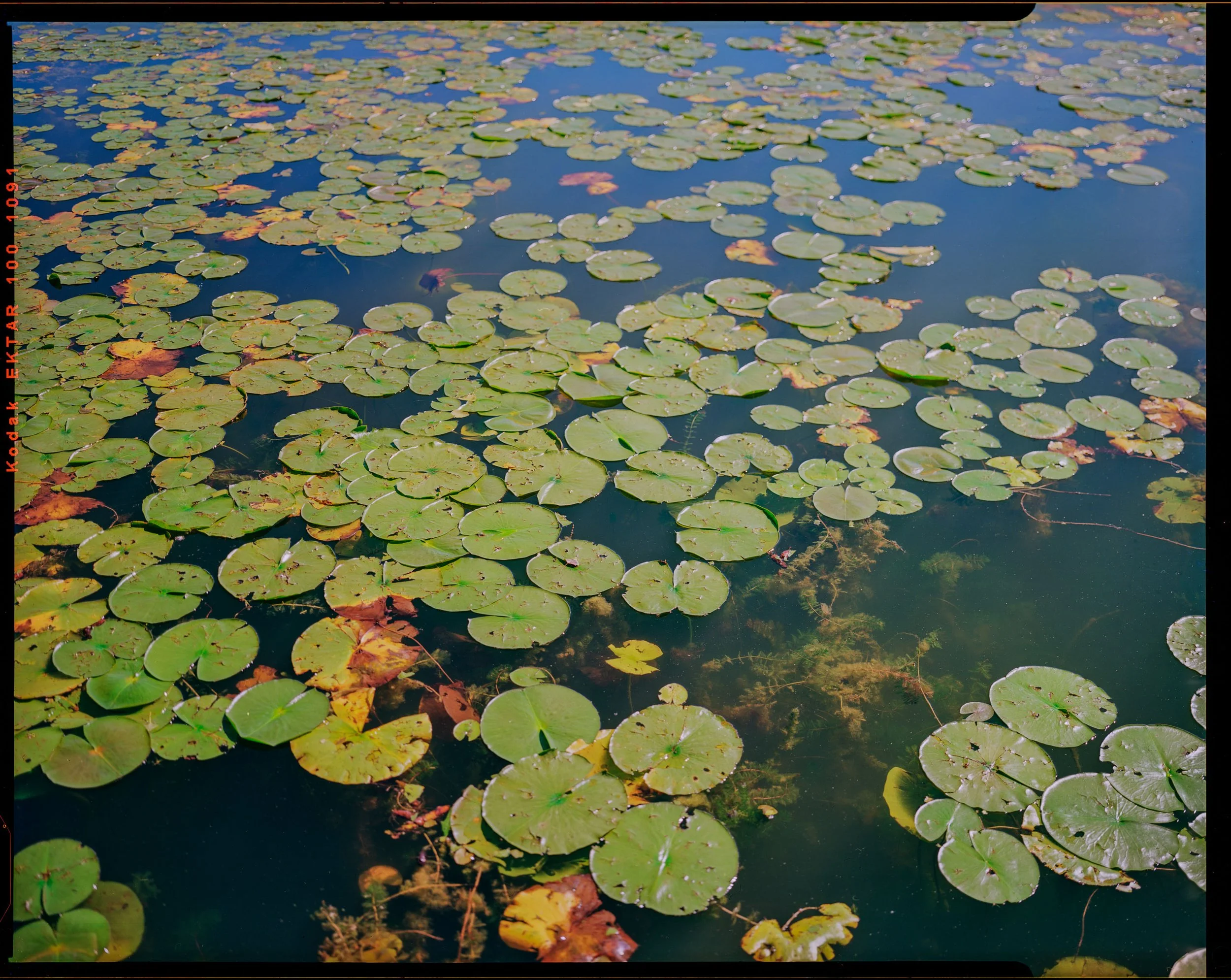 lilypads_1 copy zip.jpg
