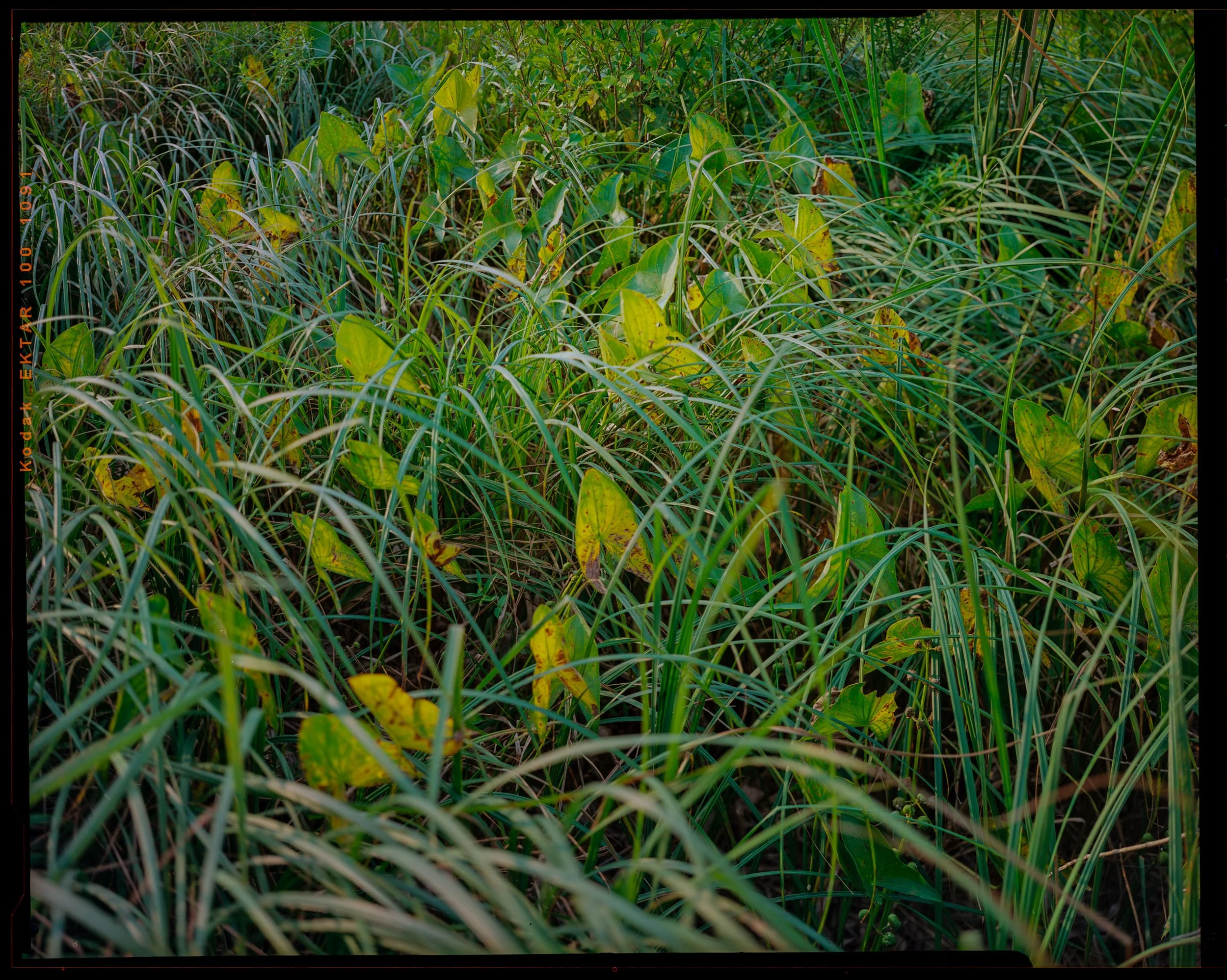 Image (10).jpg