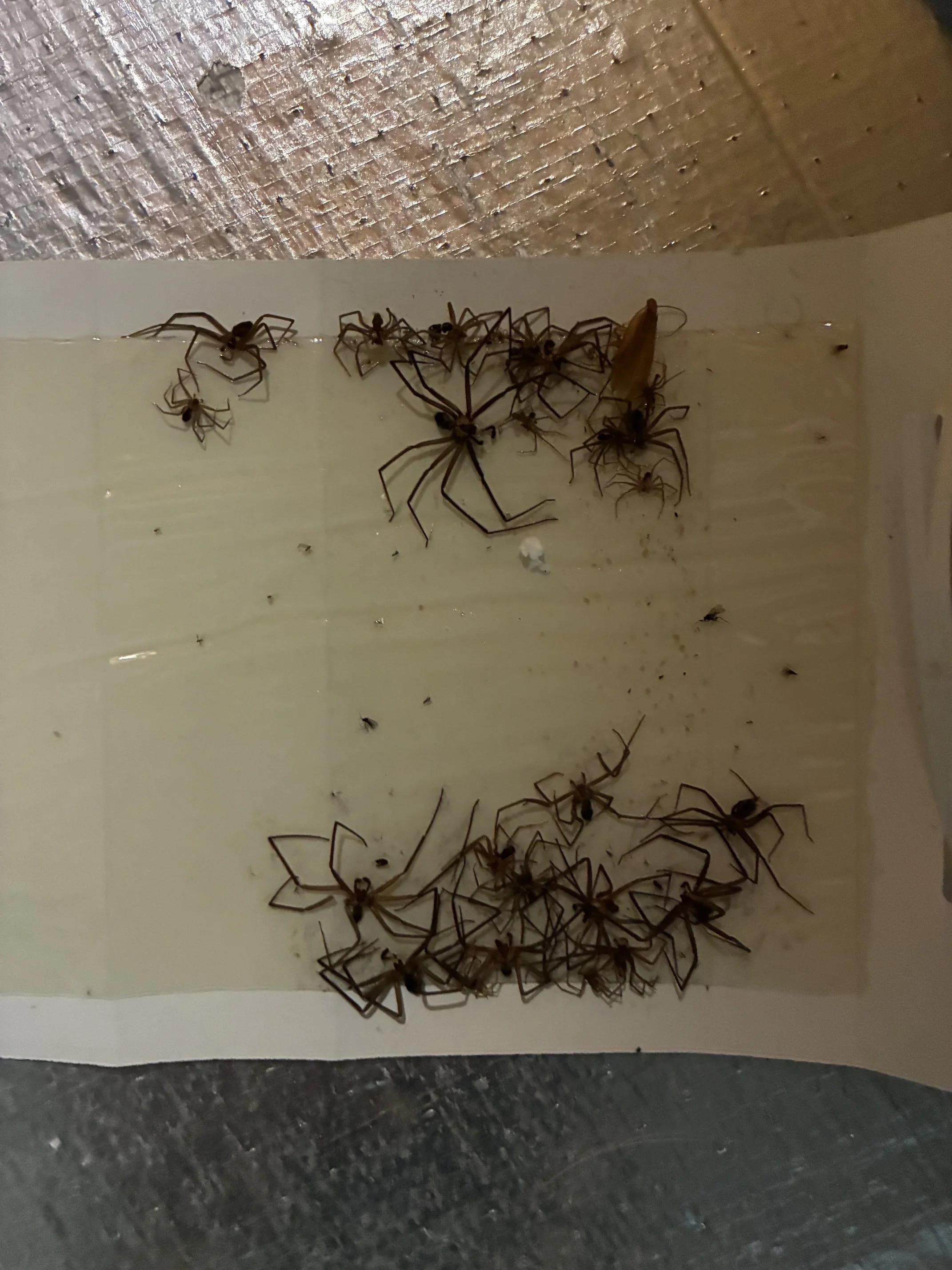 Brown recluse on glue trap (2).jpeg