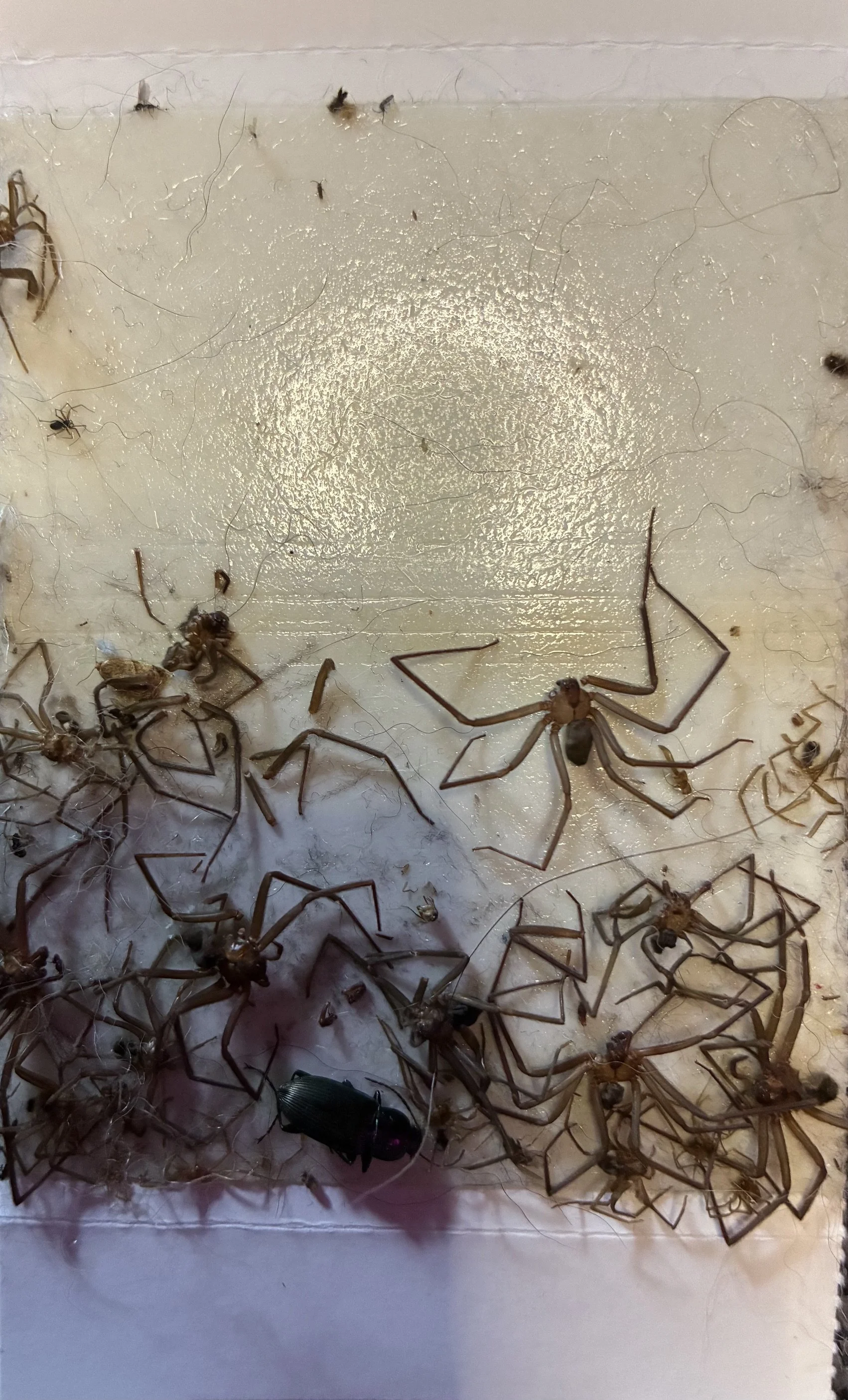 Brown recluse on glue trap (1).jpeg
