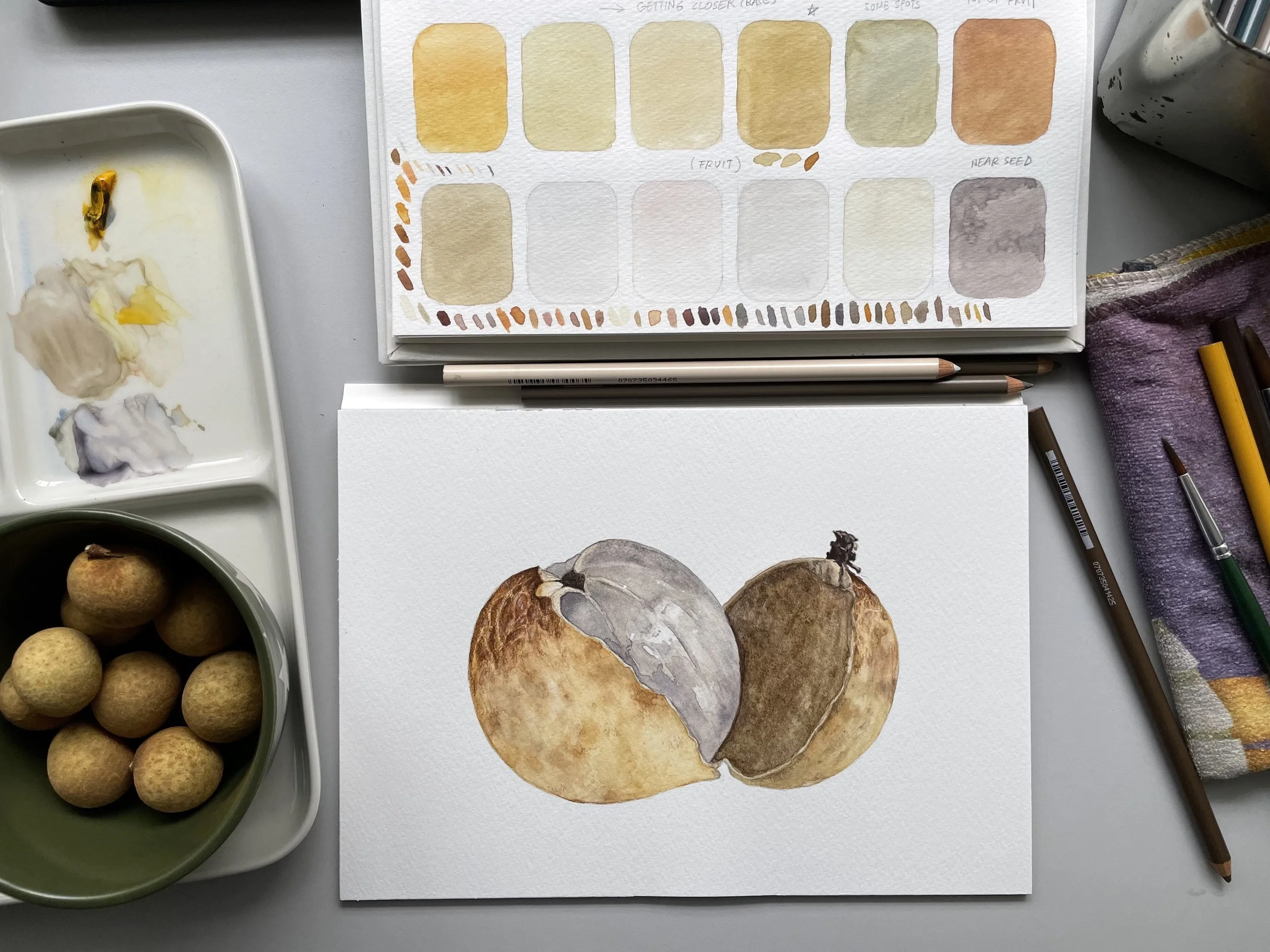 Botanical Study of Longan Fruit