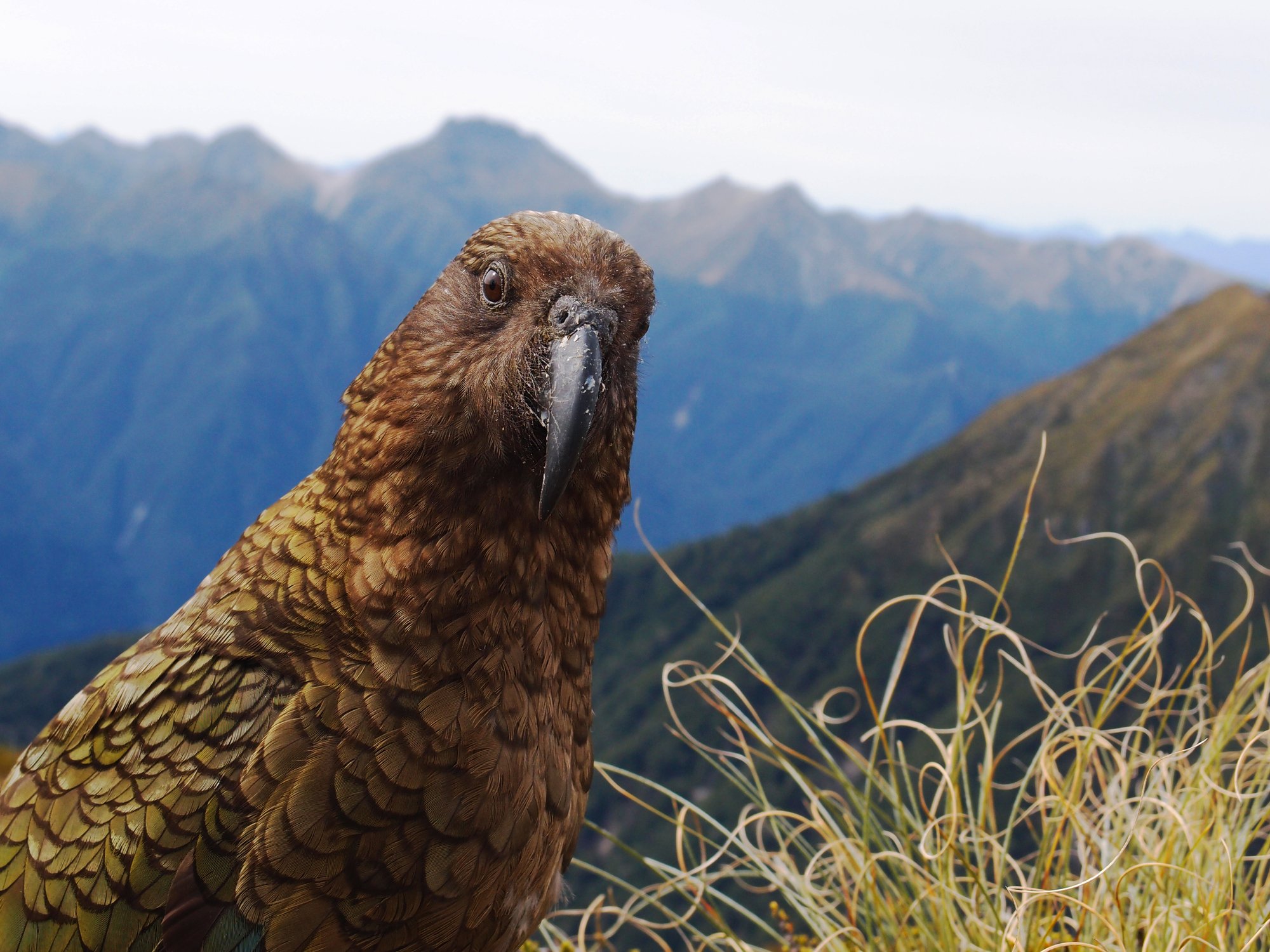The animal chosen is the Kea parrot, known for its inquisitive and exploratory nature.
