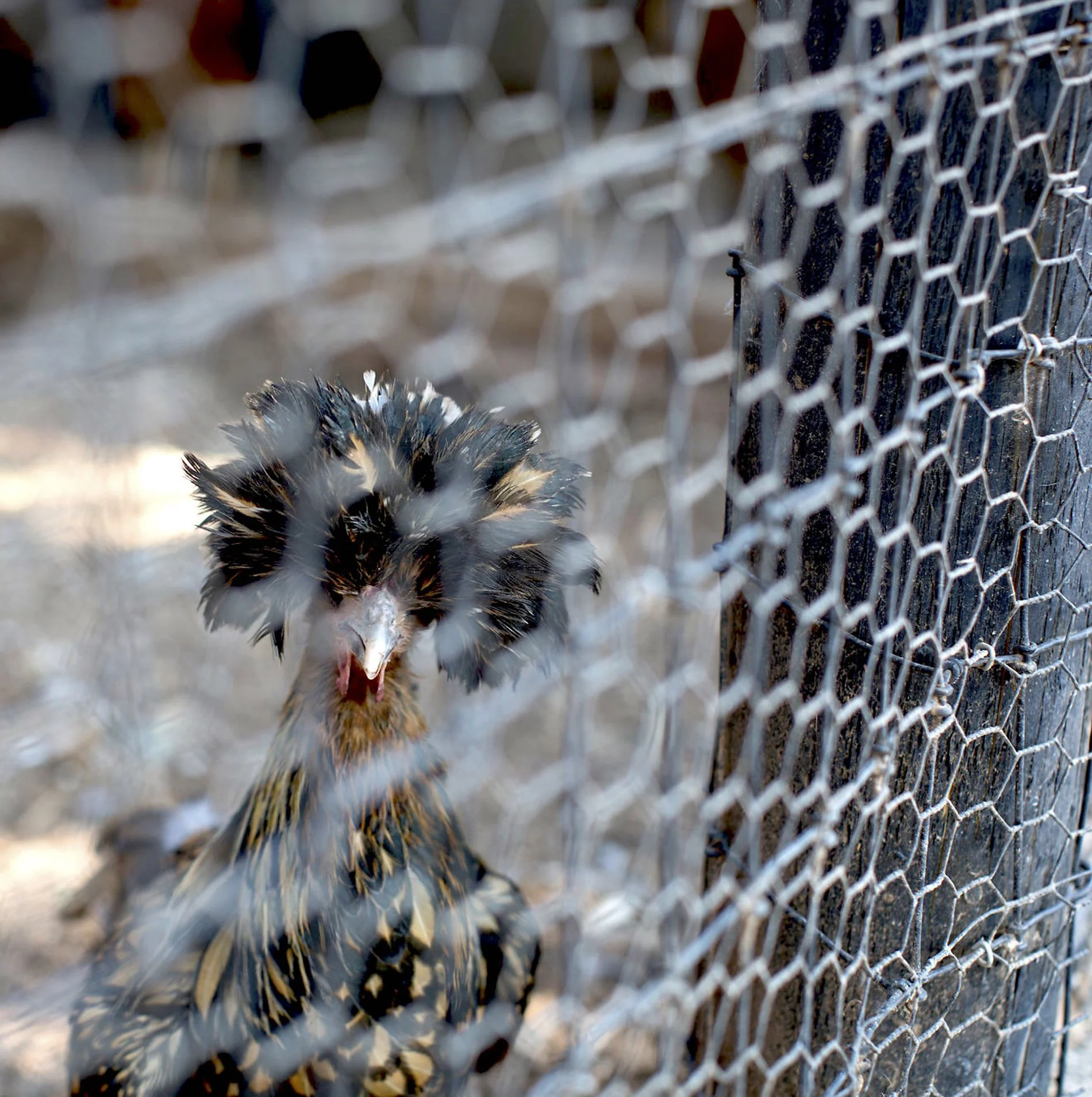 PepperJackFarmChicken.jpg