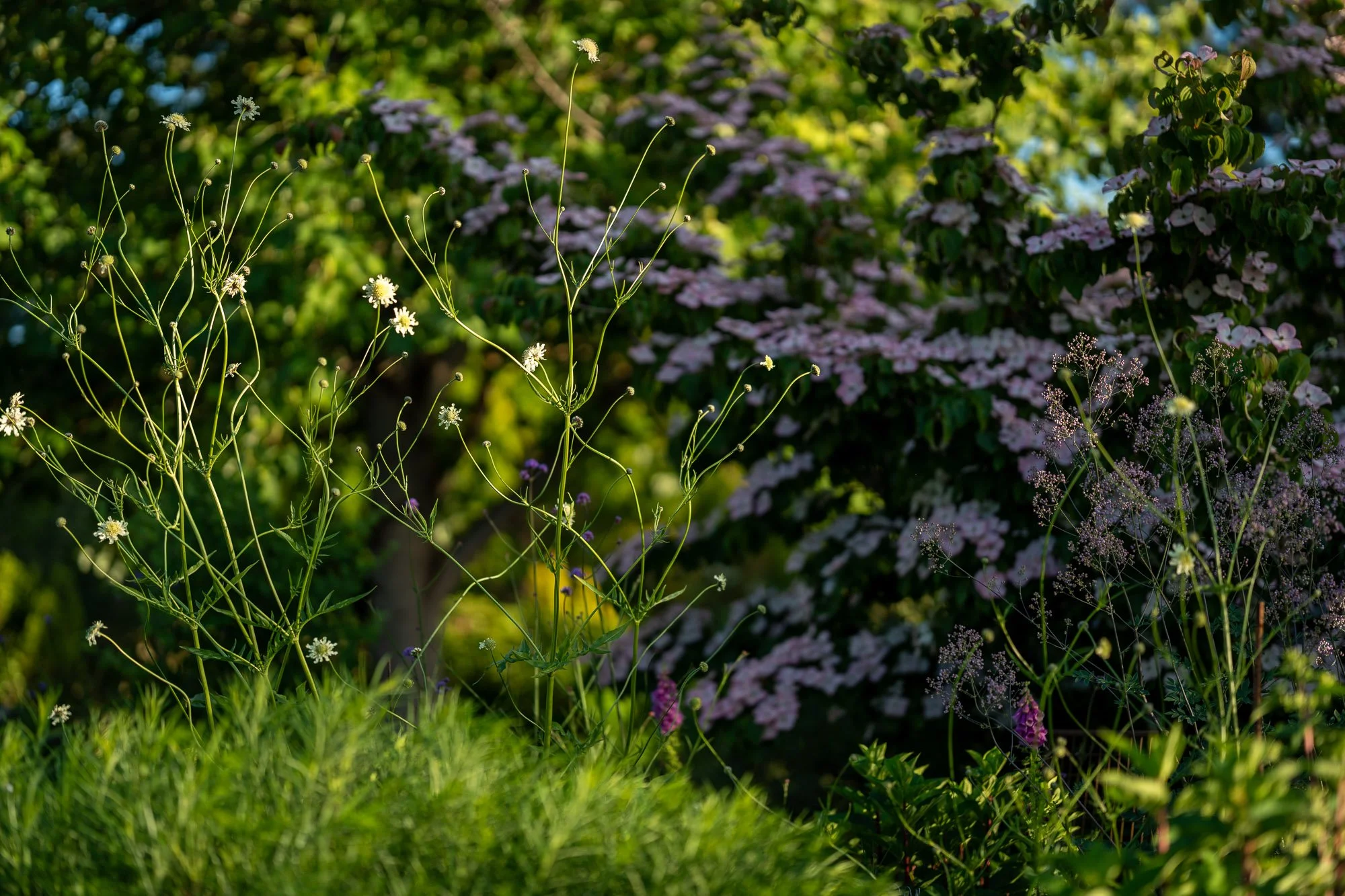 bellevue-botanical-garden.jpg