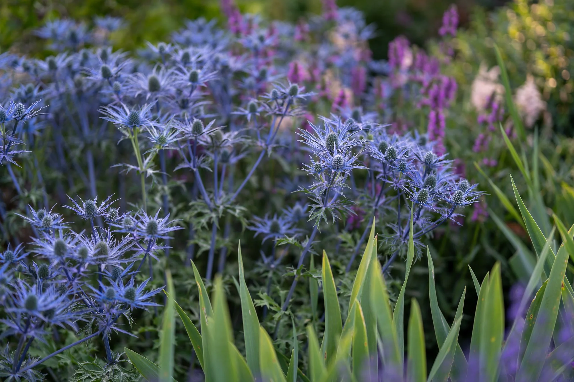 bellevue-botanical-garden-2.jpg