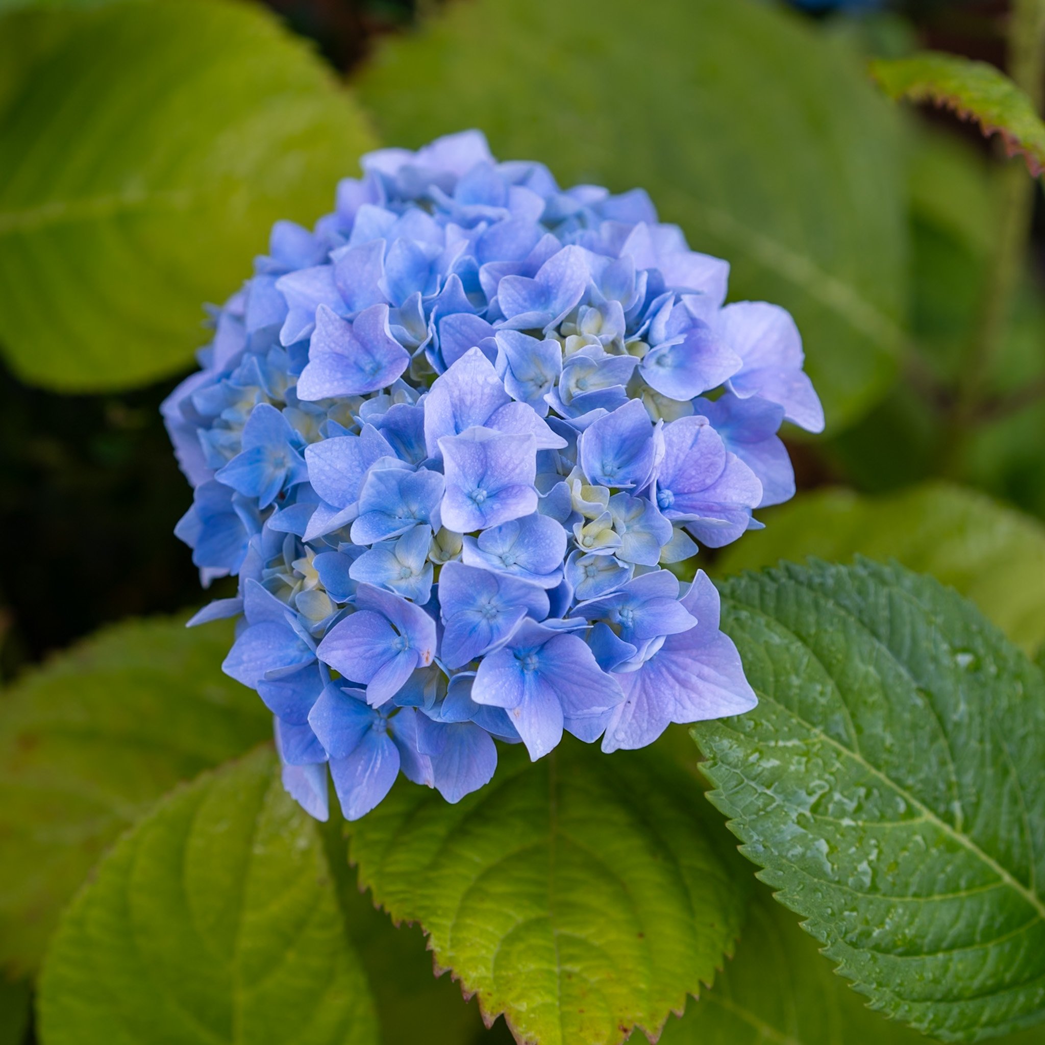 hydrangea.jpg