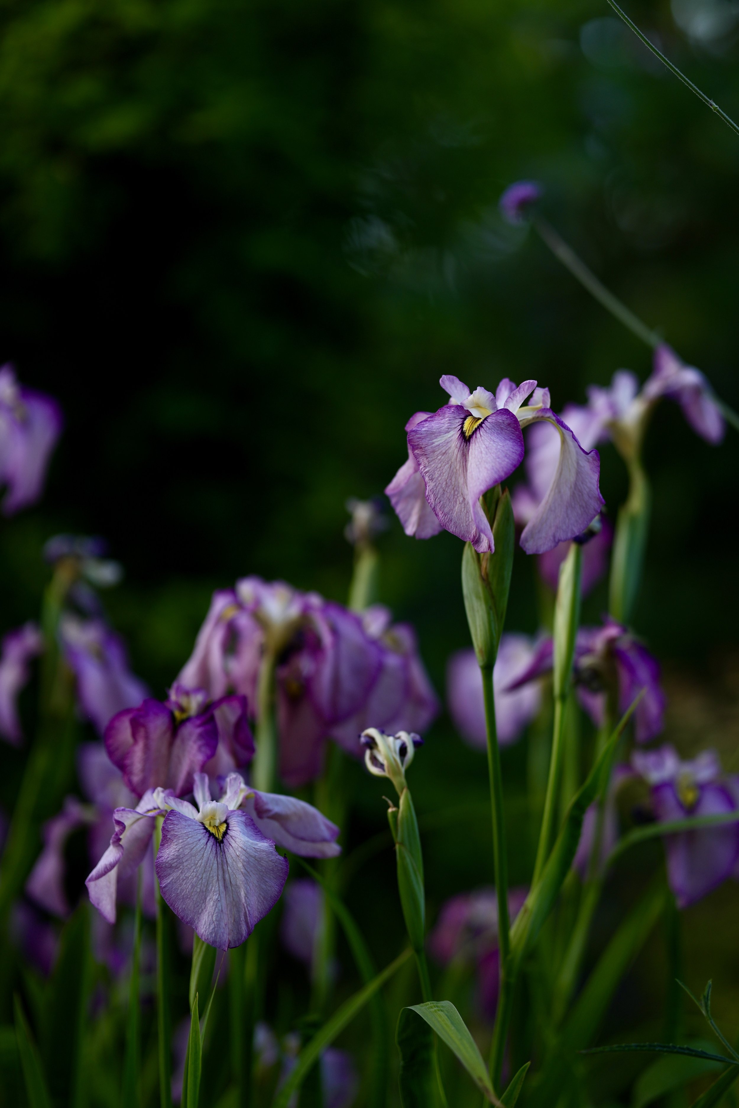 iris.JPG