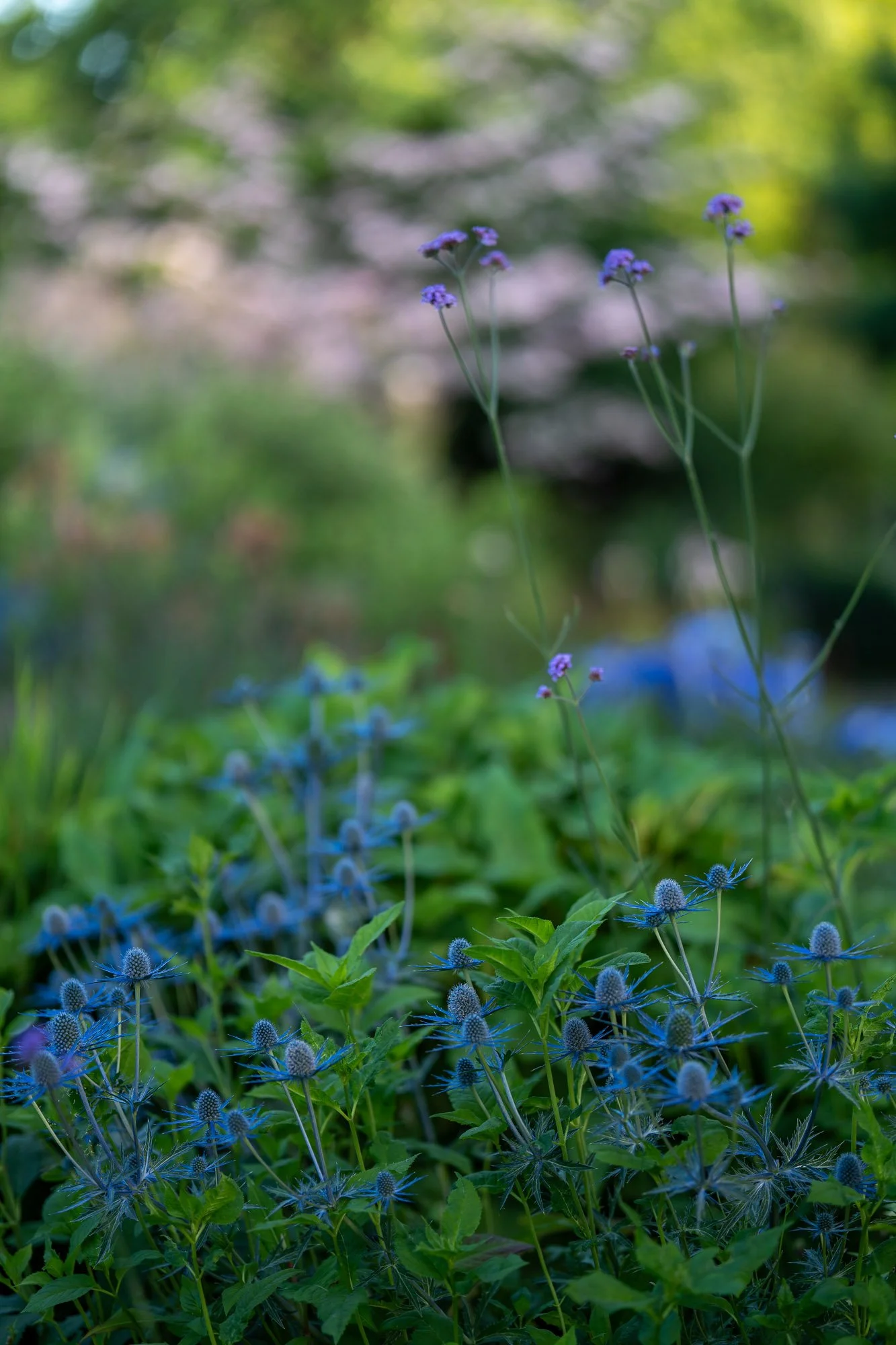 bellevue-botanical-garden-6.jpg