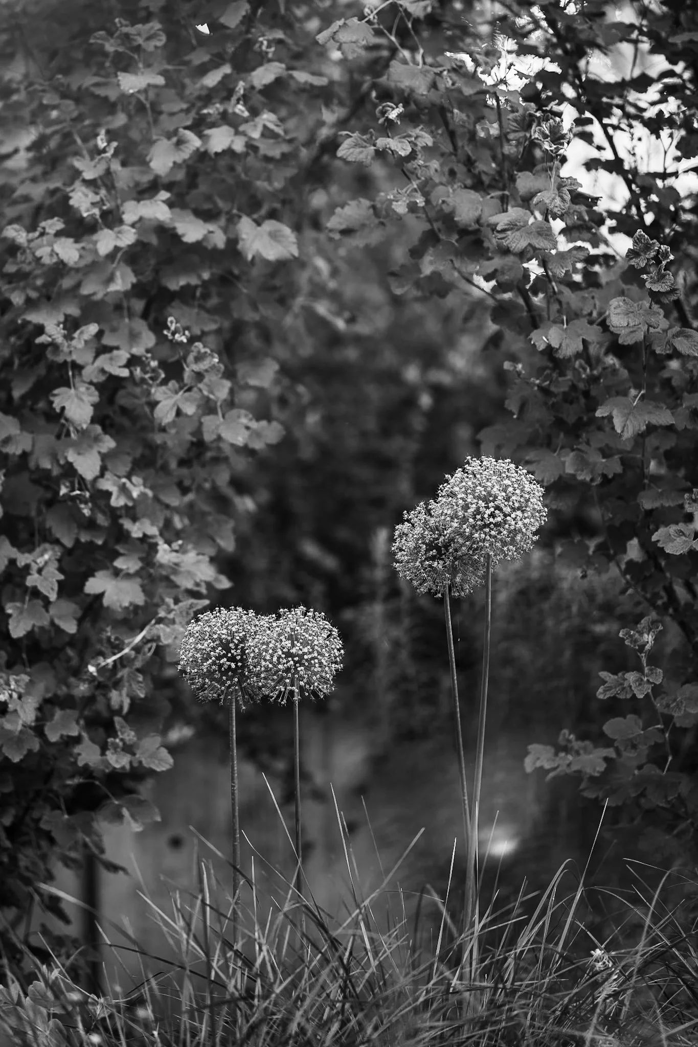 IMG_0281.jpeg