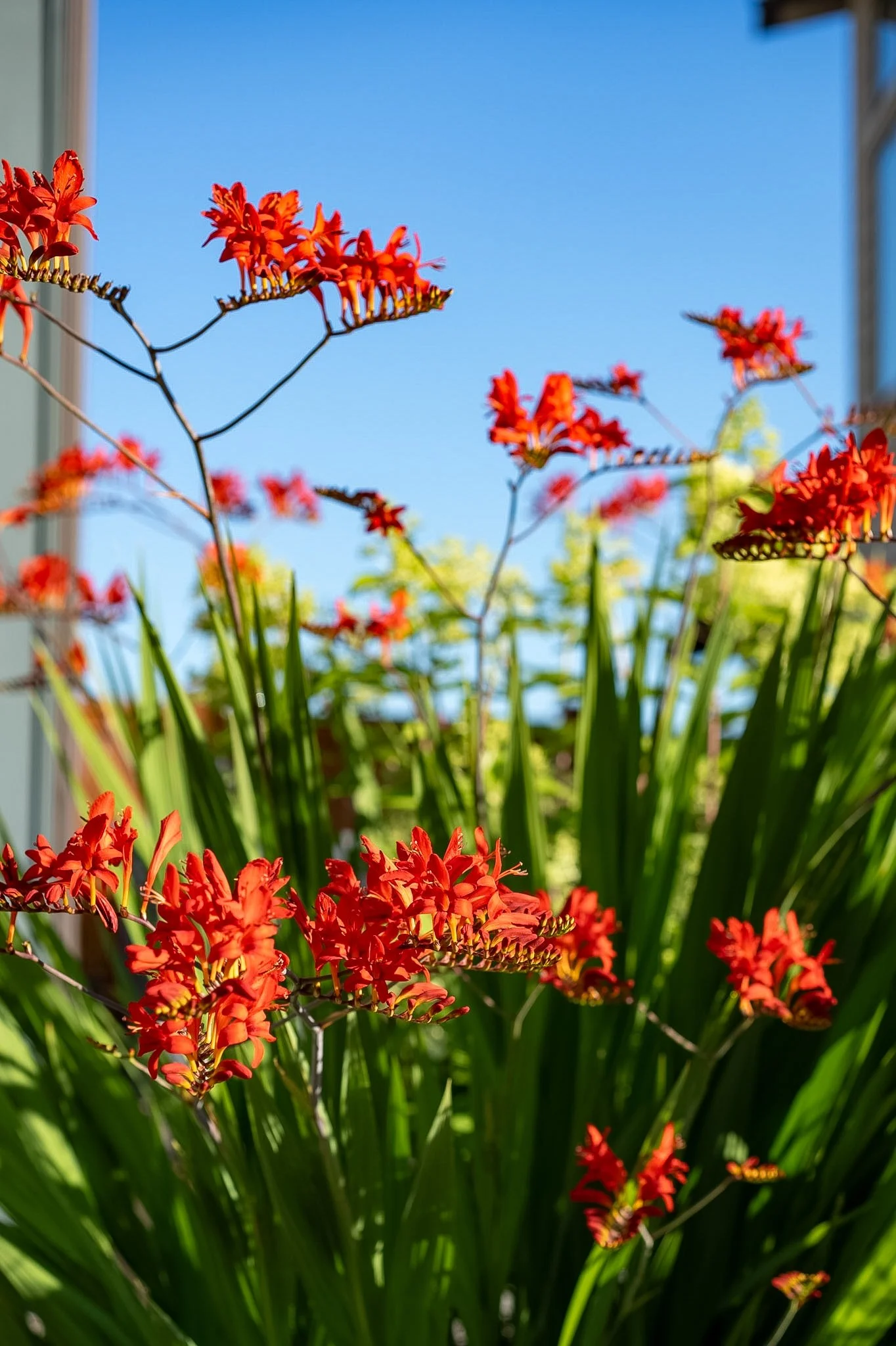 lucifer-crocosmia.jpg