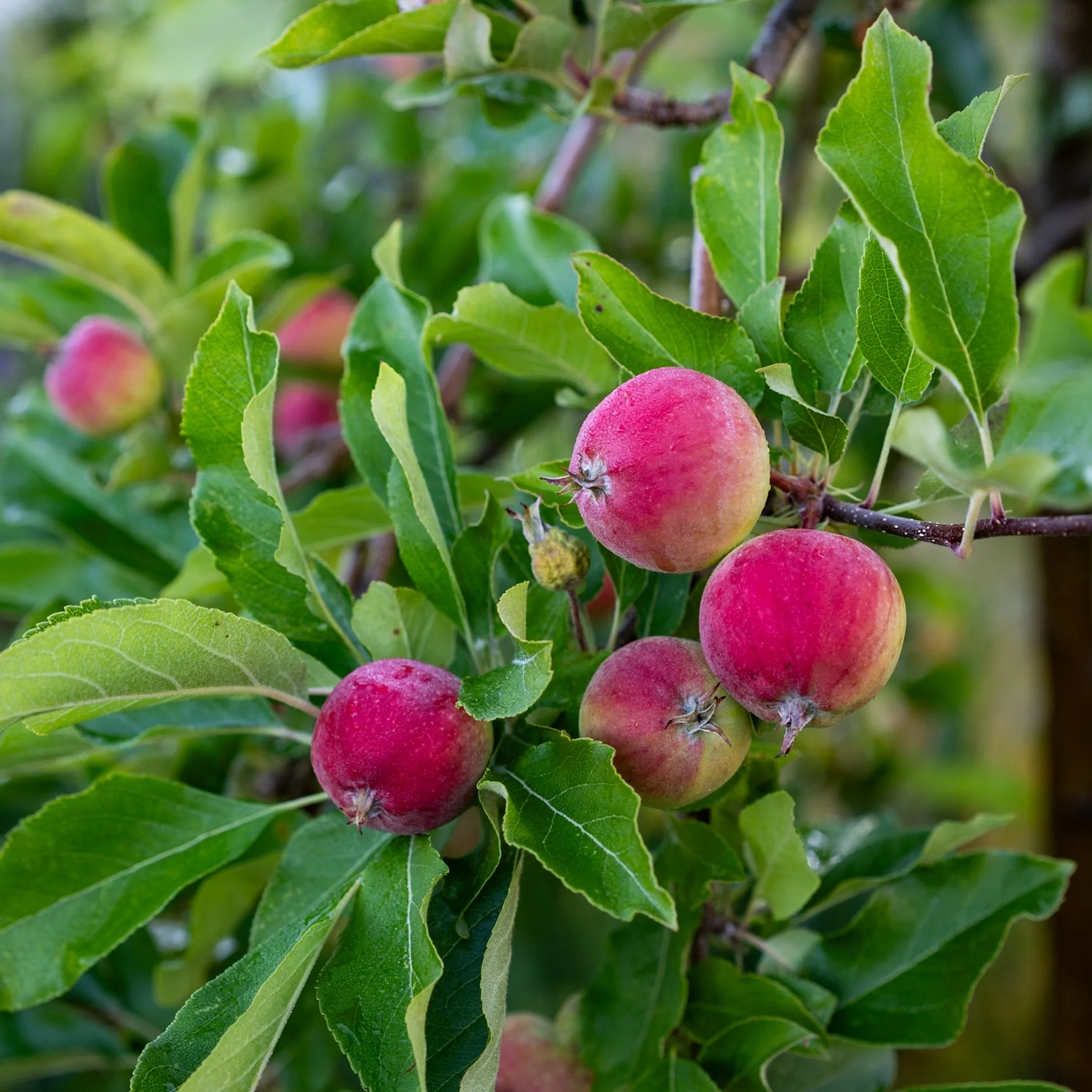 apple-tree.jpg