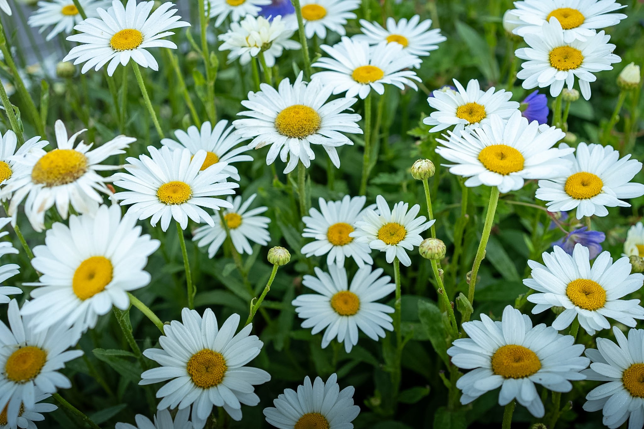 shasta-daisies.jpg