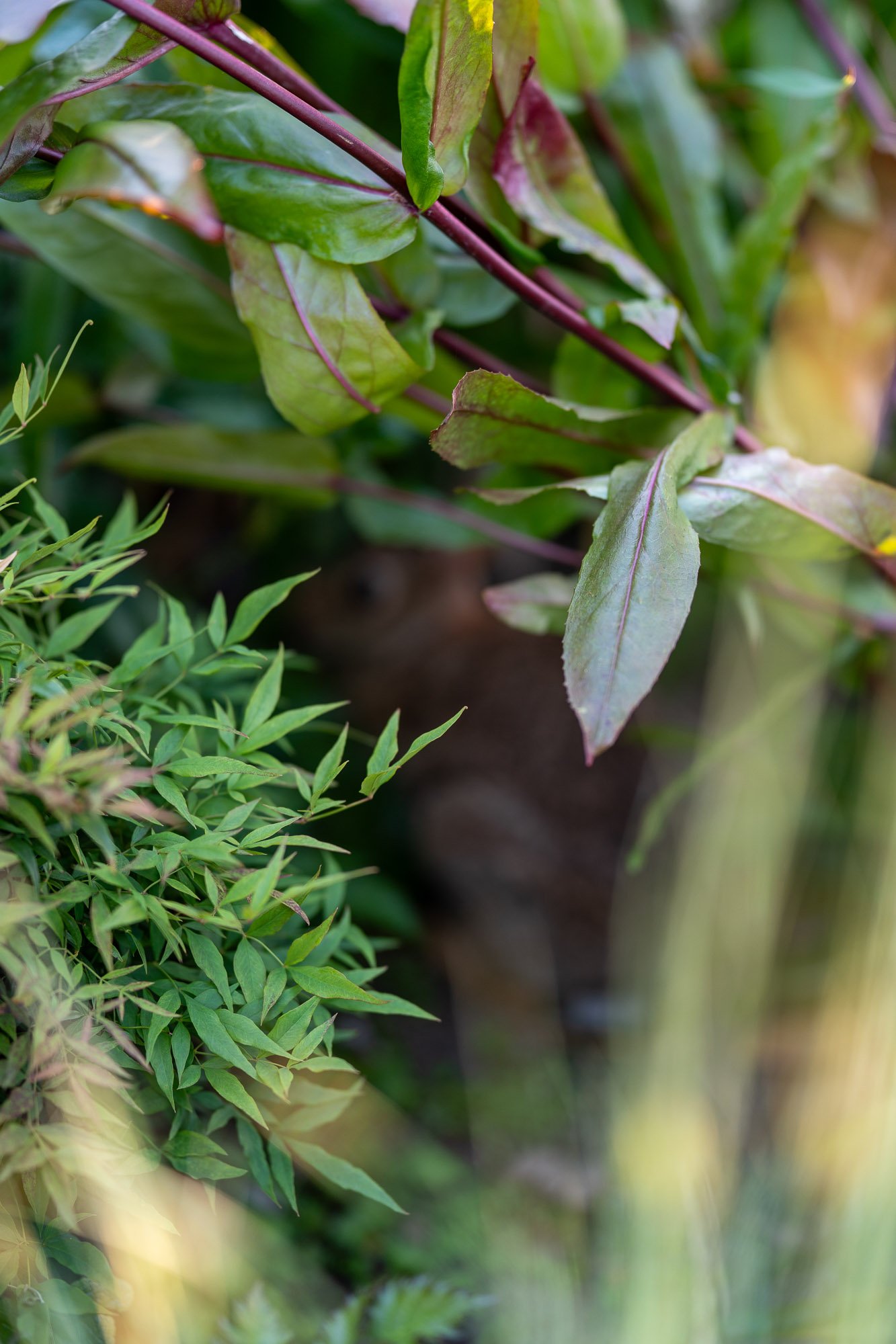 bellevue-botanical-garden-5.jpg