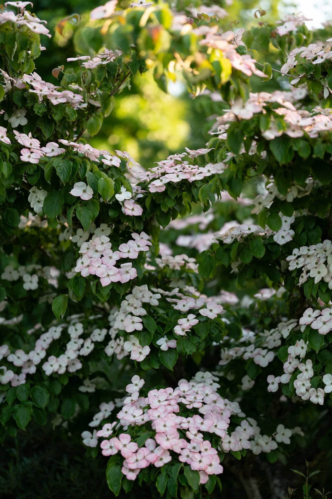 dogwood.jpg