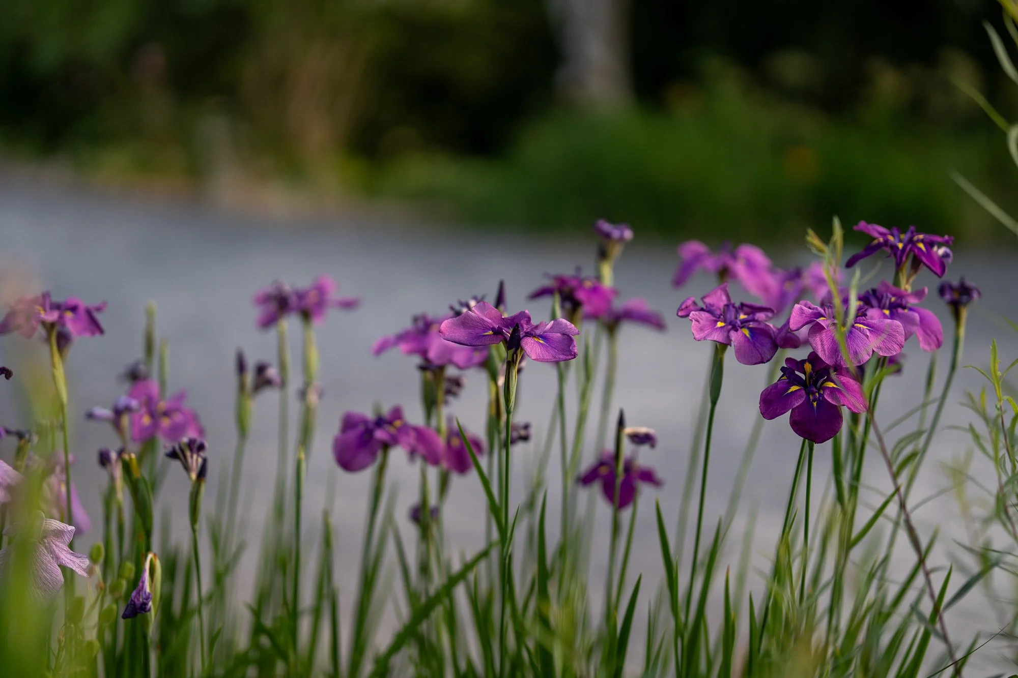iris-2.jpg