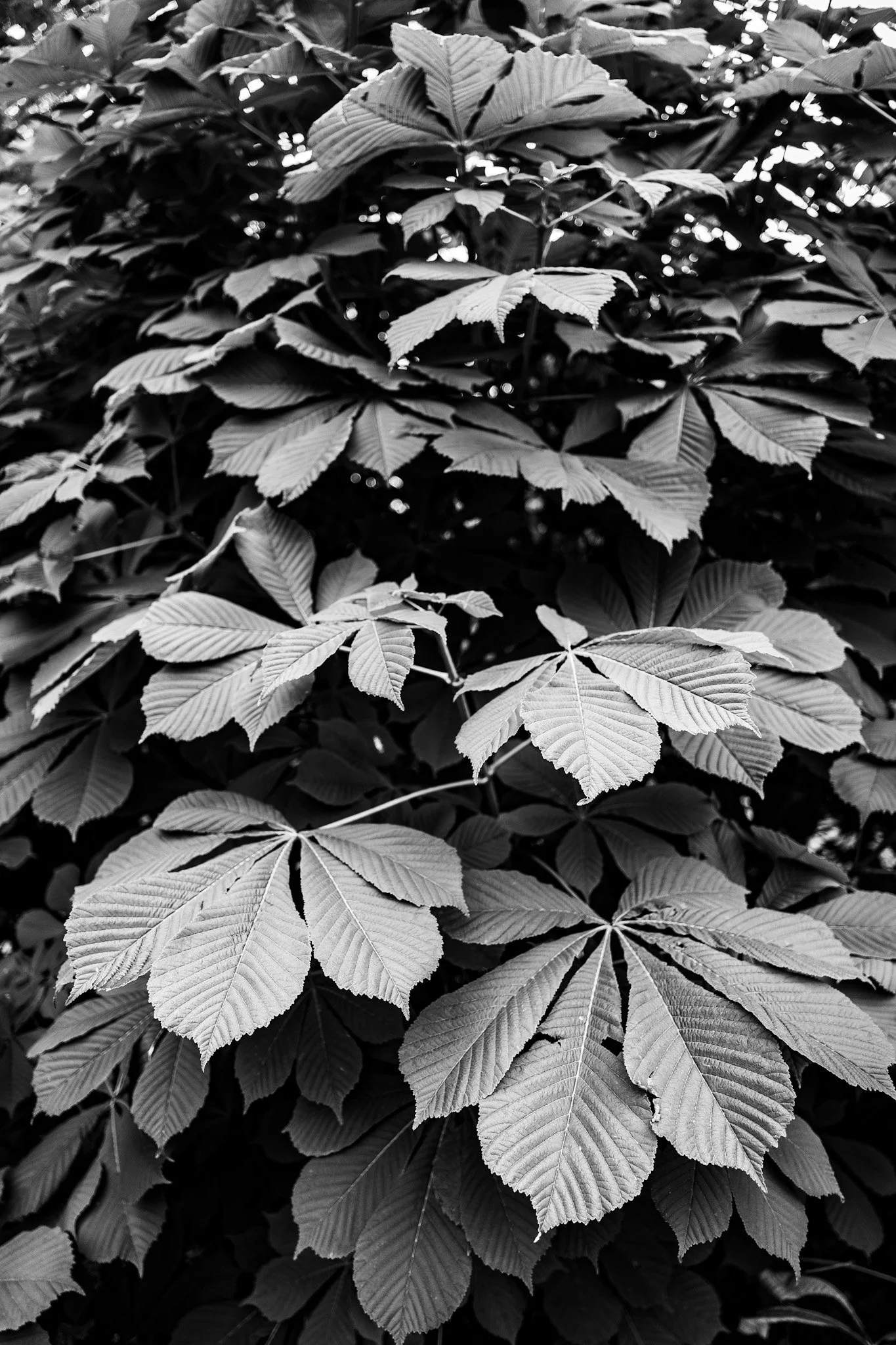 Leaves-bw.jpg