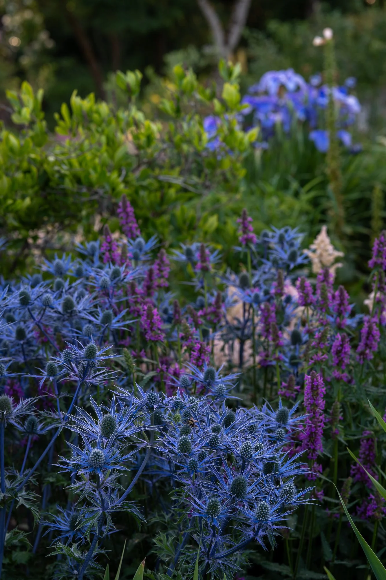bellevue-botanical-garden-3.jpg