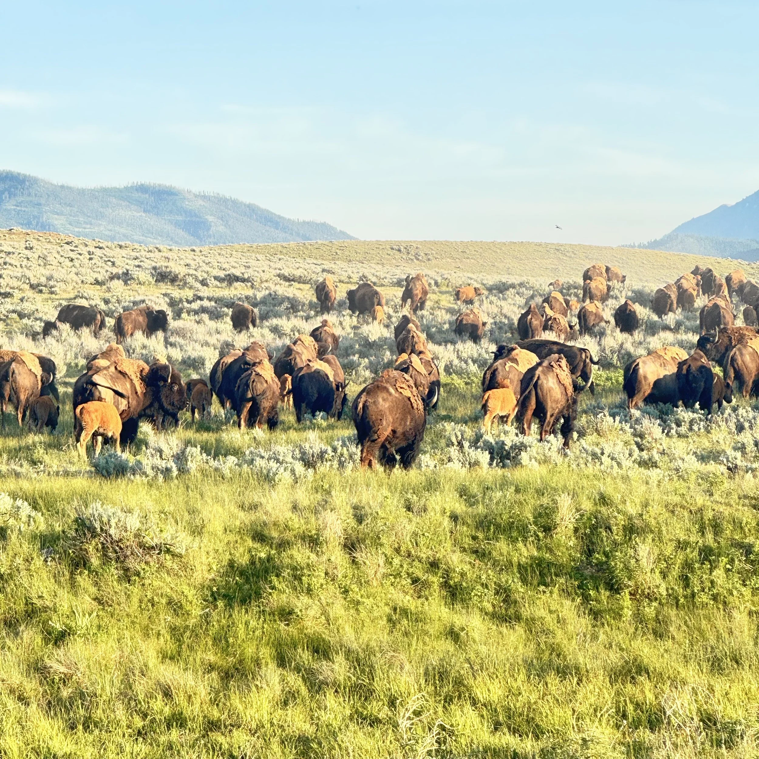 A herd of bison grazing on grass in a prairie landscape with mountains in the background and a clear blue sky.