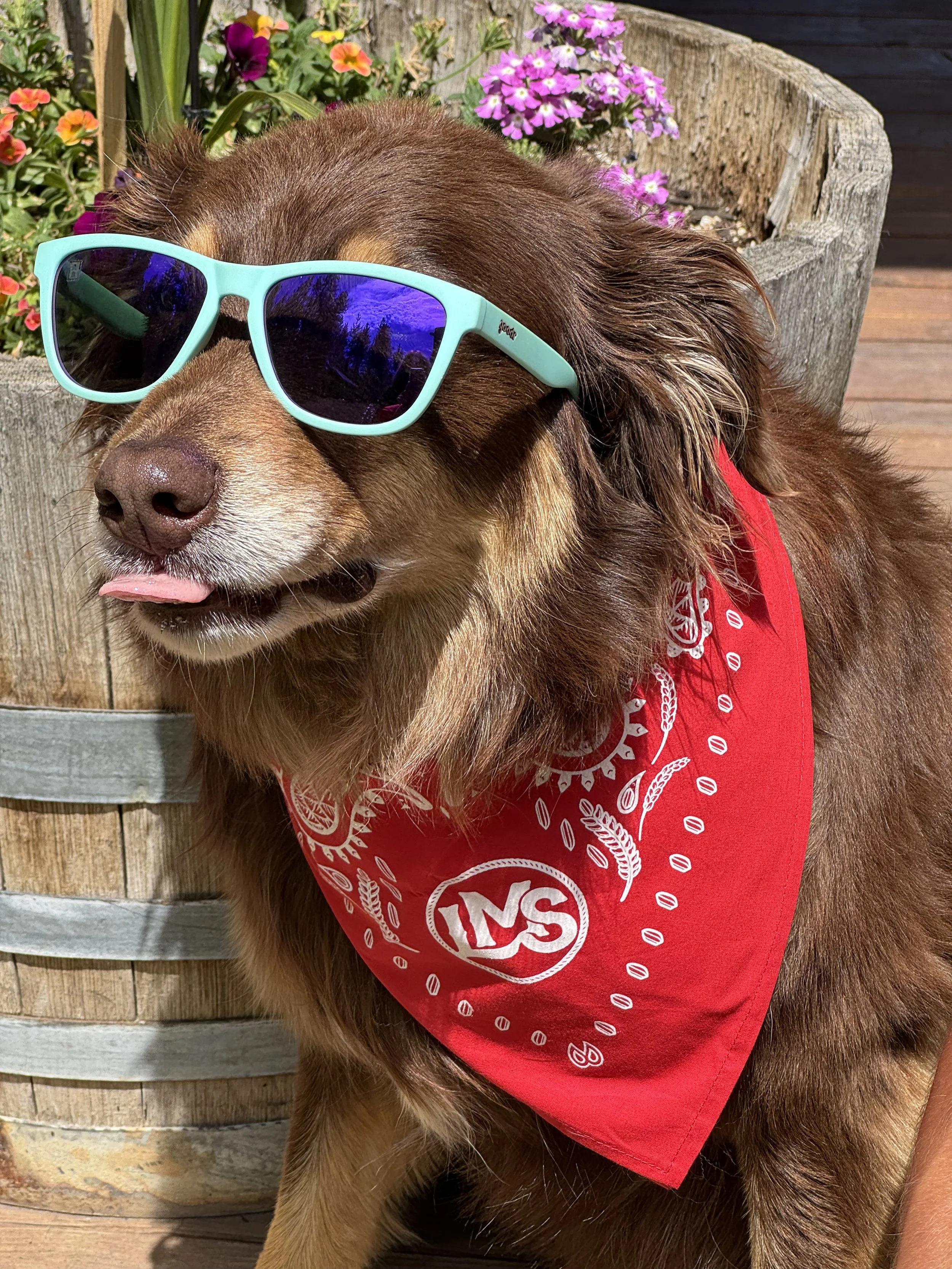 Life Montana Style Bandana