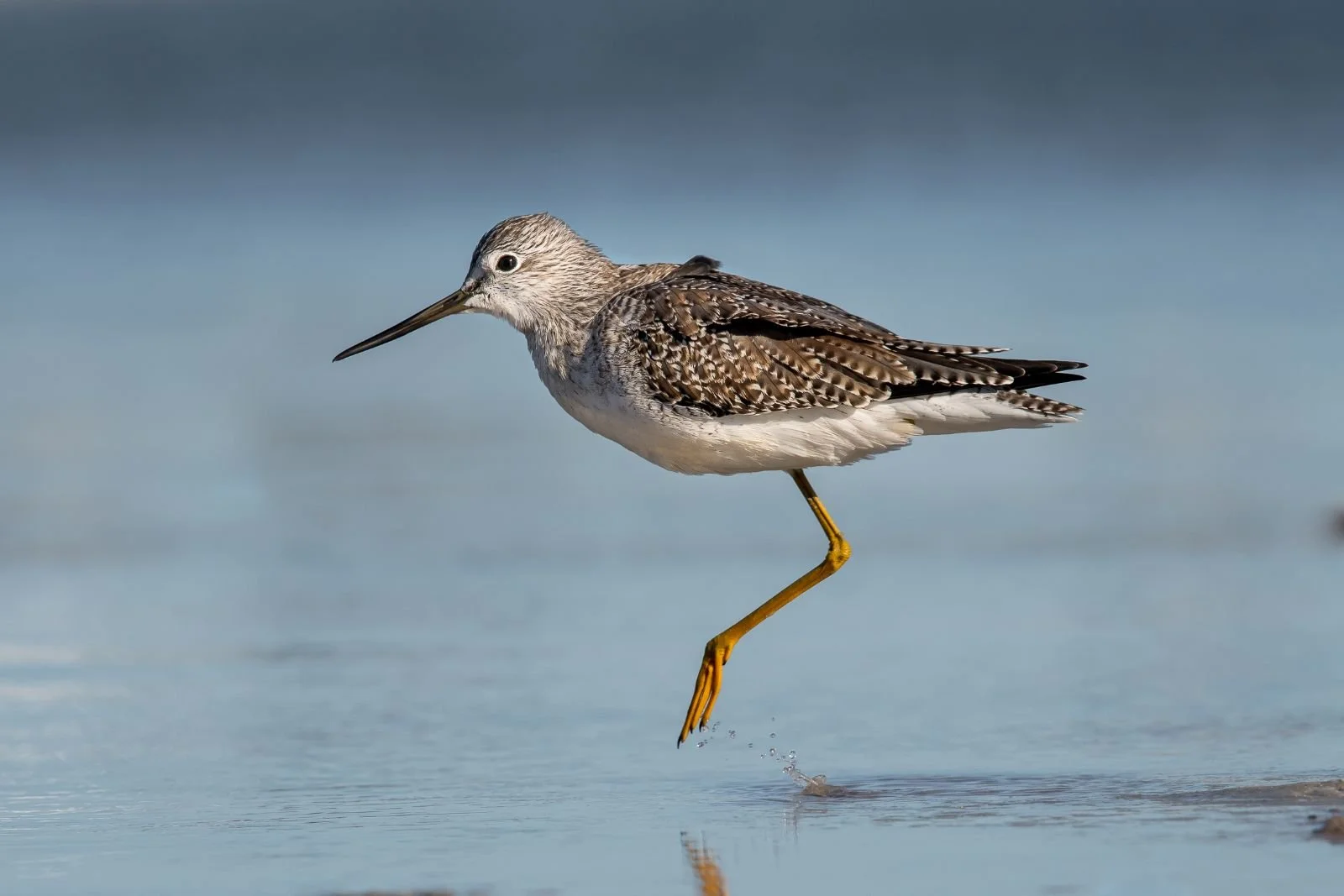 CITY OF WATER: BIRDING AT SHERMAN CREEK