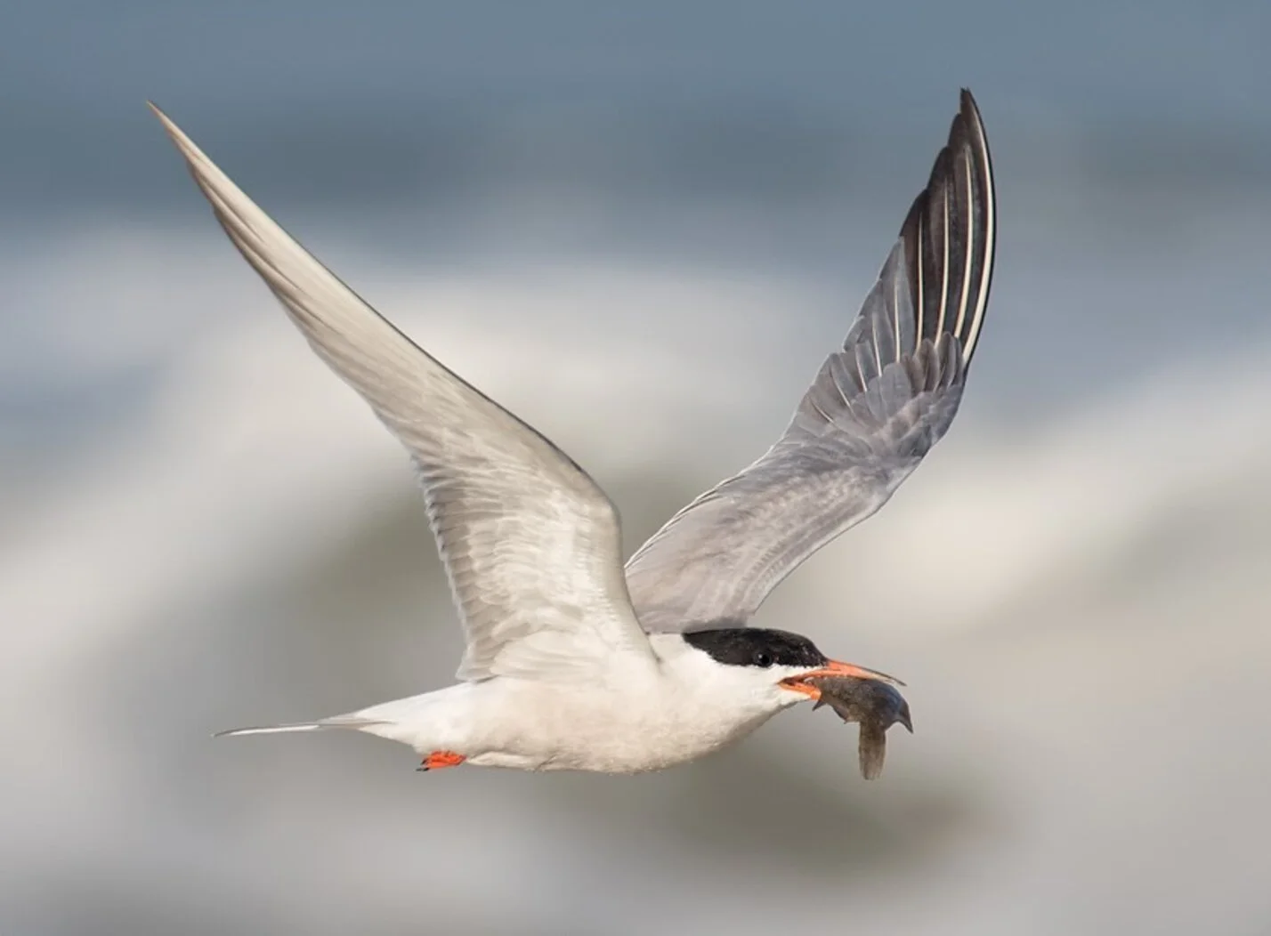 GOVENORS ISLAND BIRD TOUR