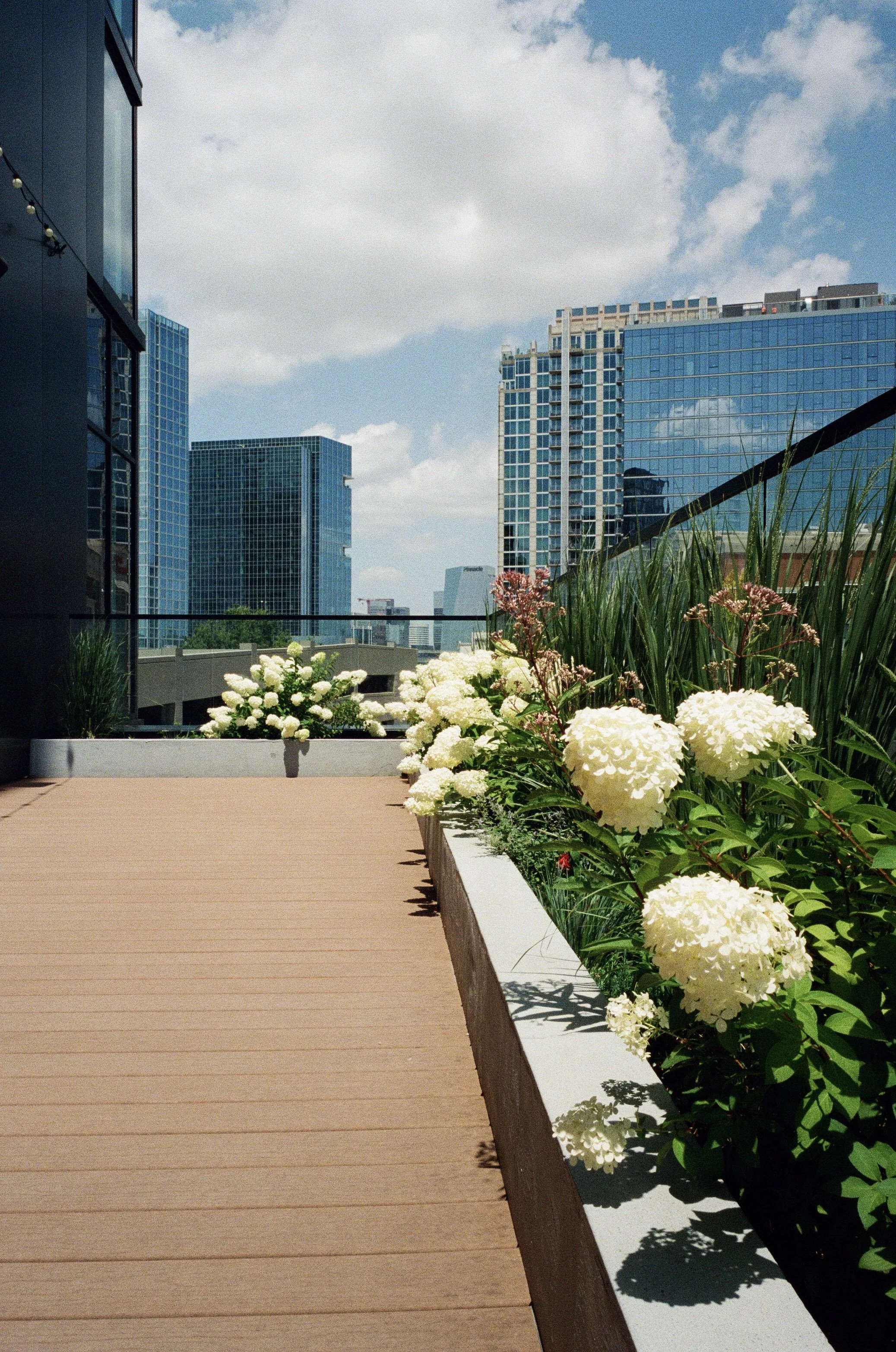 Plant Savvy-Hotel Fraye Nashville, TN