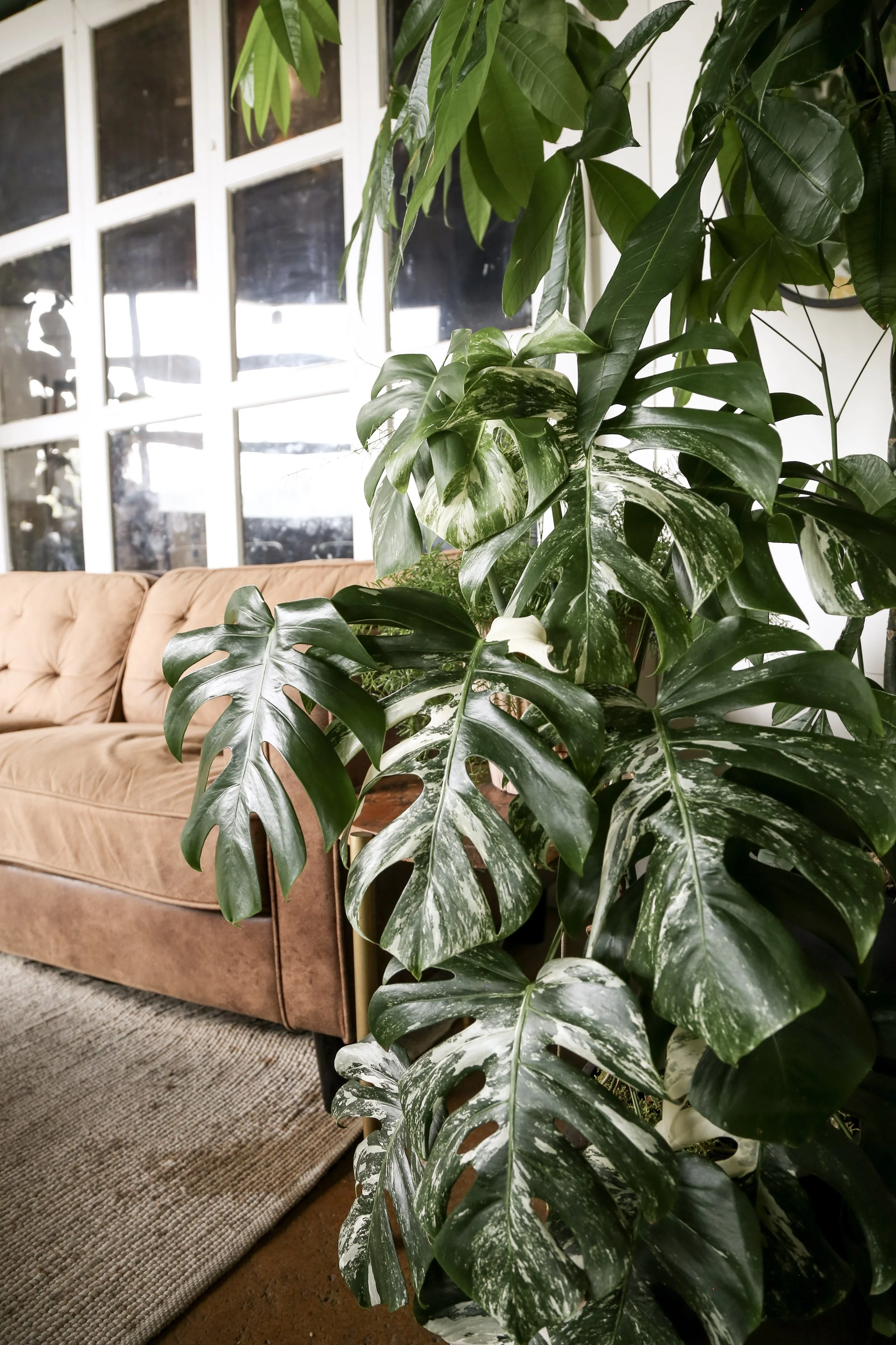 OSA Coffee Roasters, Plant Savvy, Plant Design