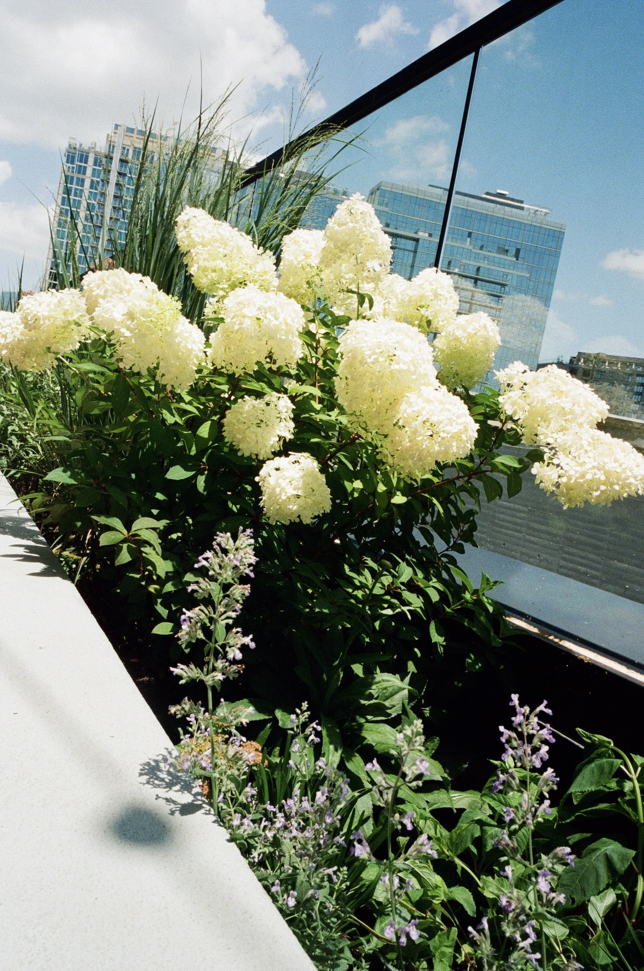 Plant Savvy, Downtown Hotel, Nashville, TN
